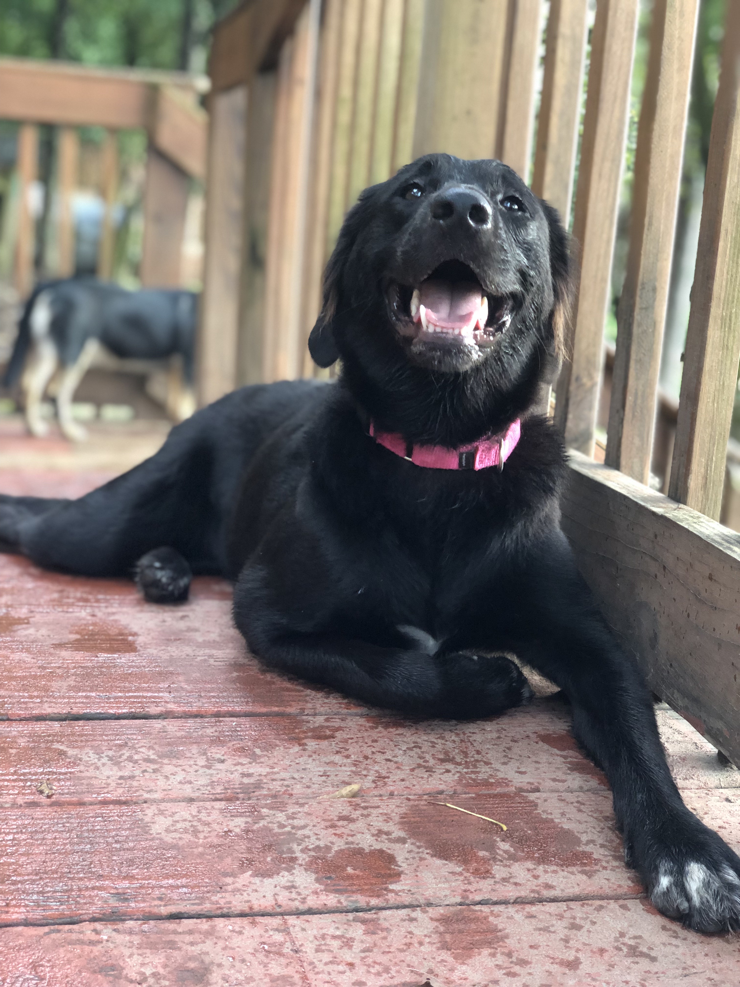 Cahaba Beach Dog Park (Dog Daycare with Grooming & Green Space)