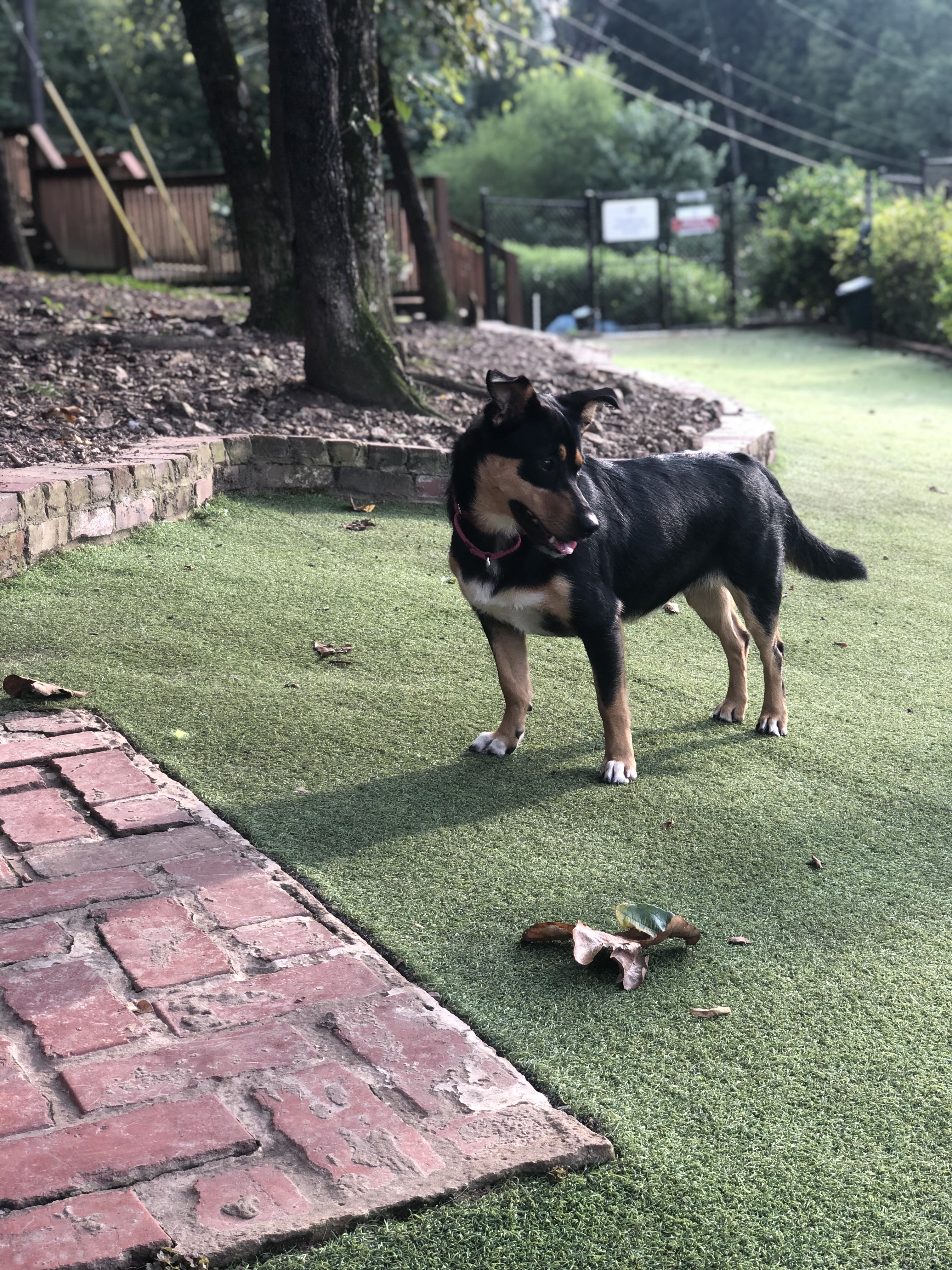 Cahaba Beach Dog Park (Dog Daycare with Grooming & Green Space)