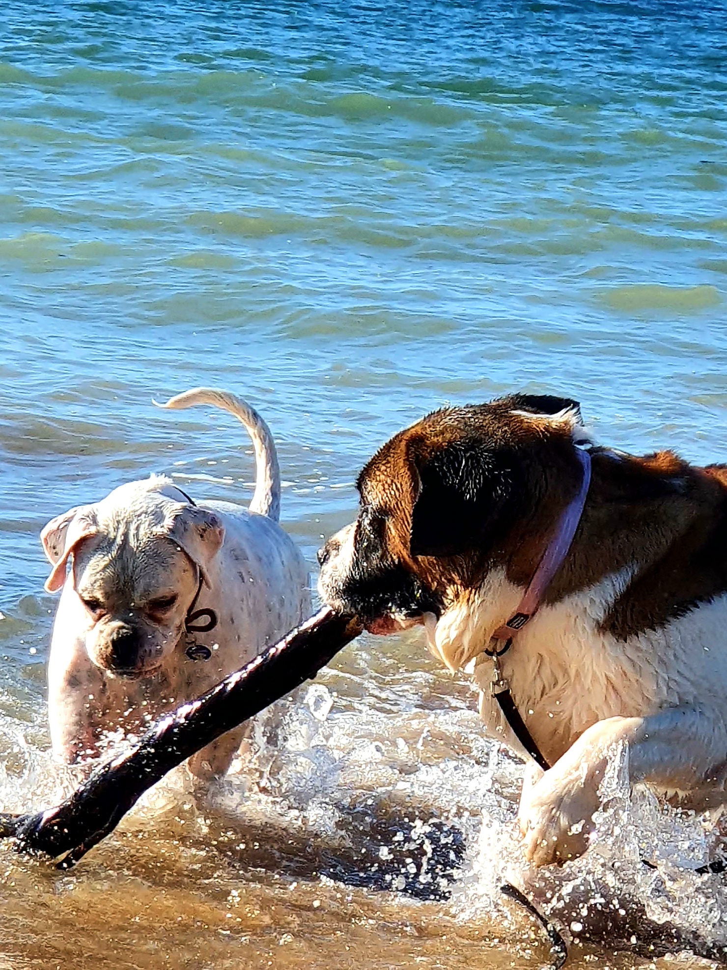 Max Perry reserve Dog offlead beach (Penguin Beach)