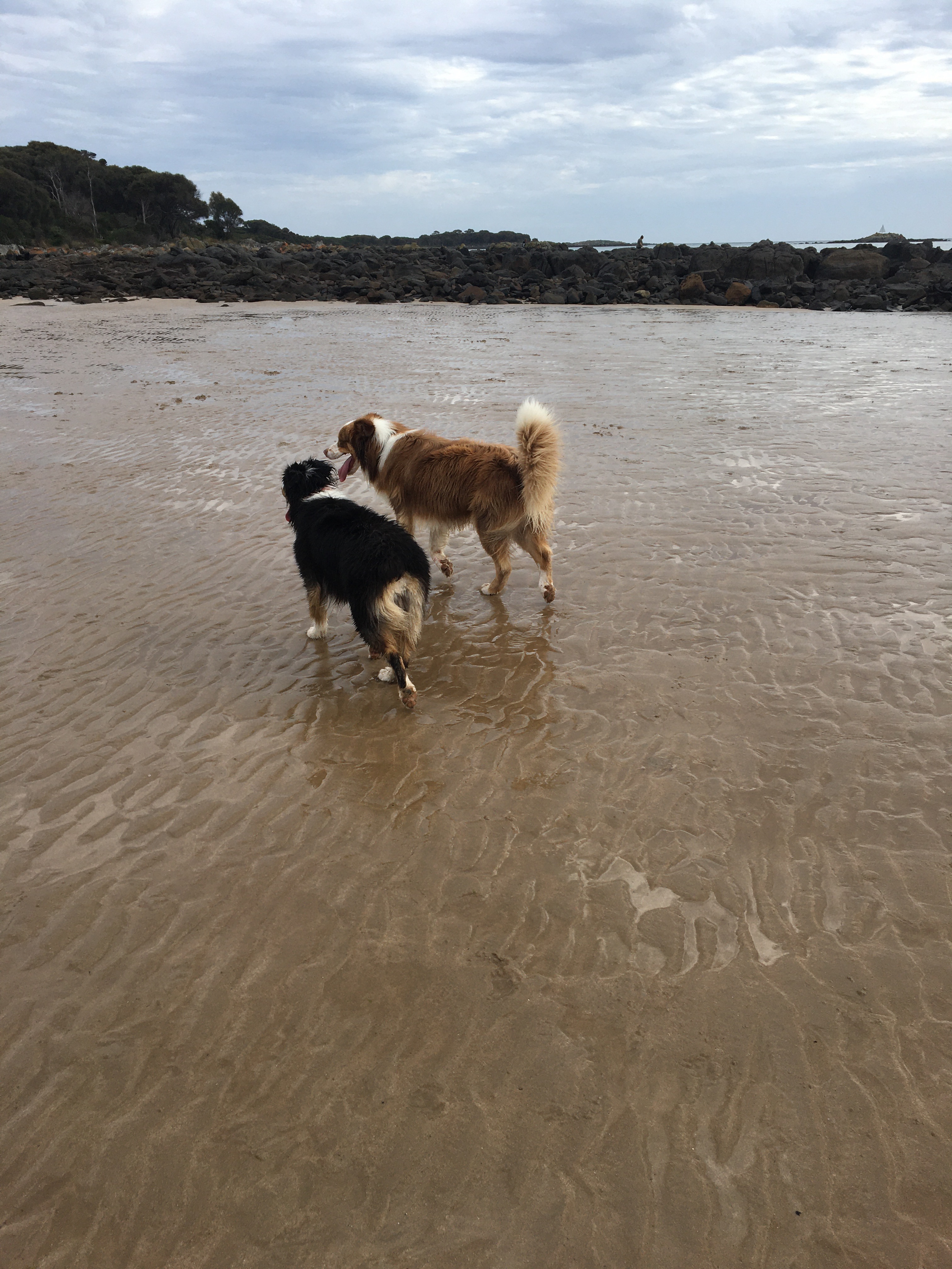 Hawley Beach Off Lead Dog Beach