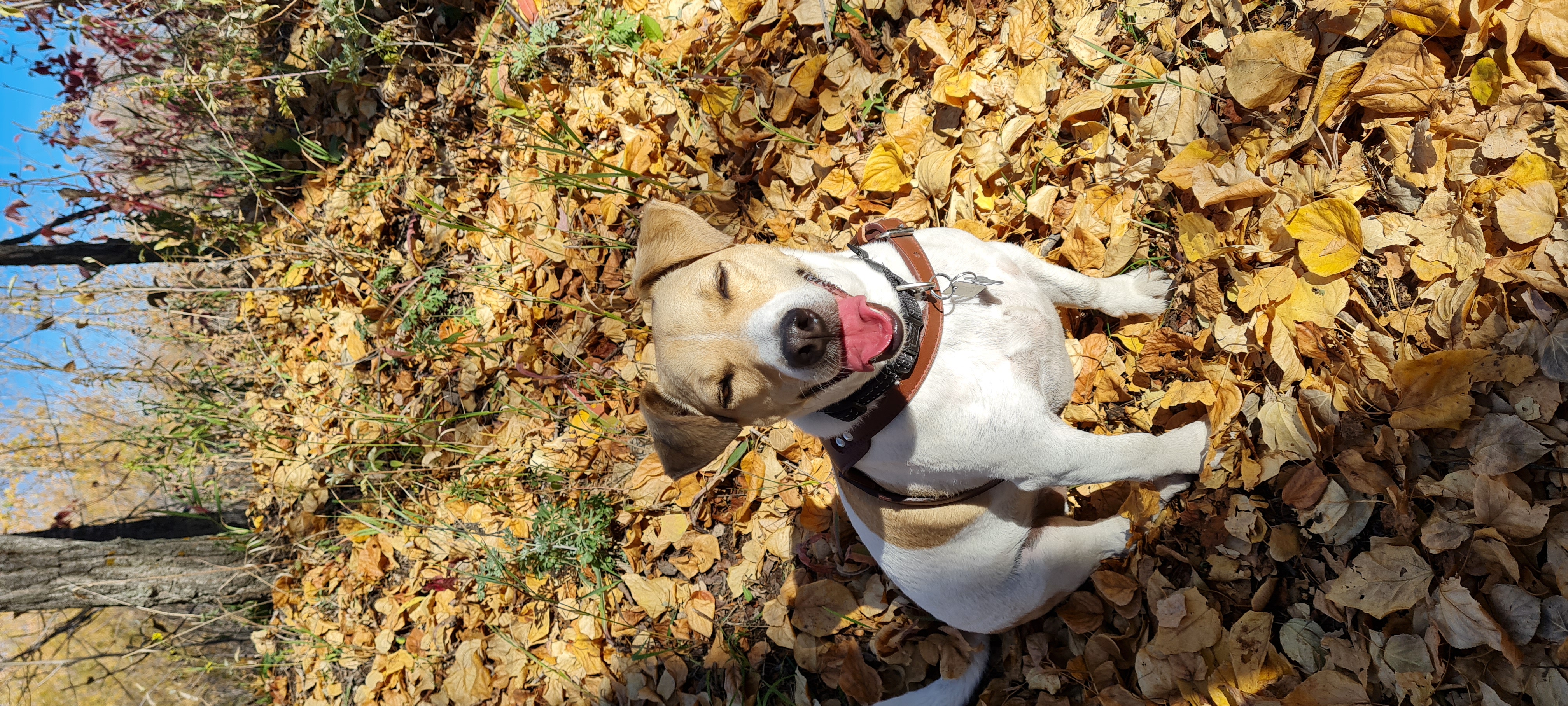 Martensville offleash dog park