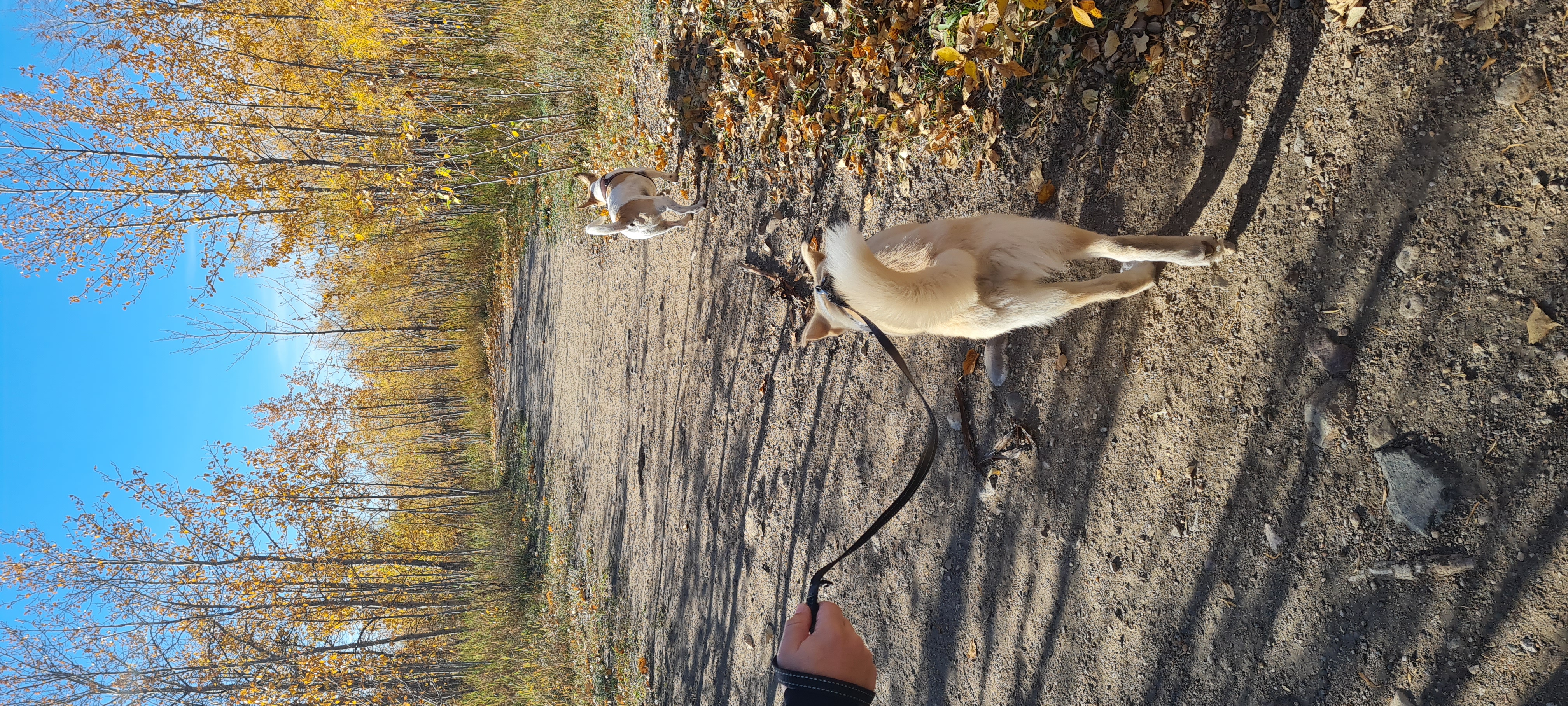Martensville offleash dog park