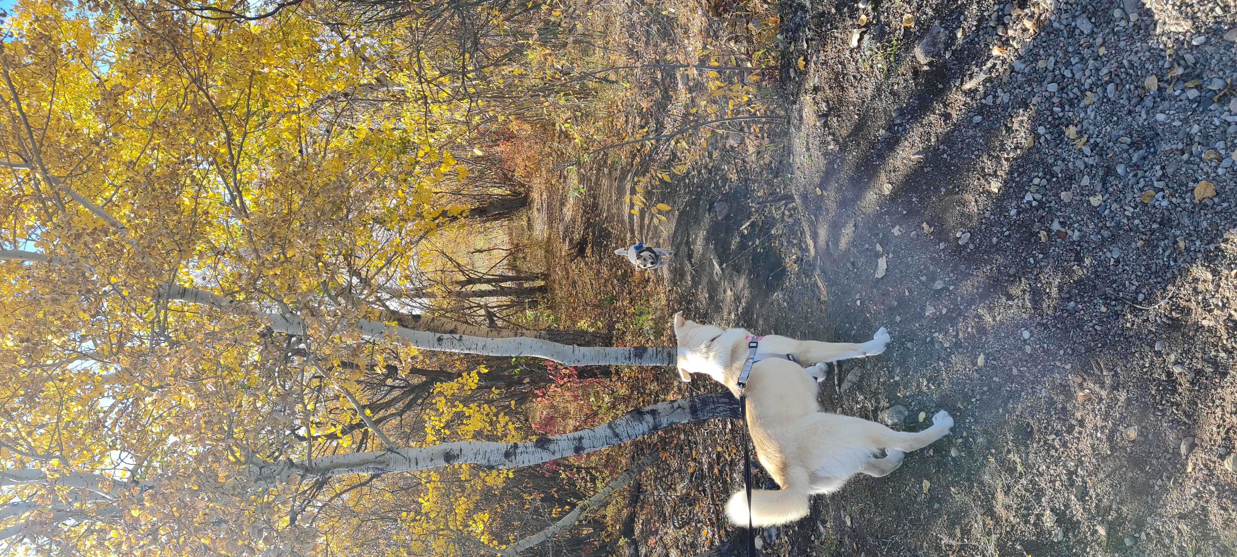 Martensville offleash dog park