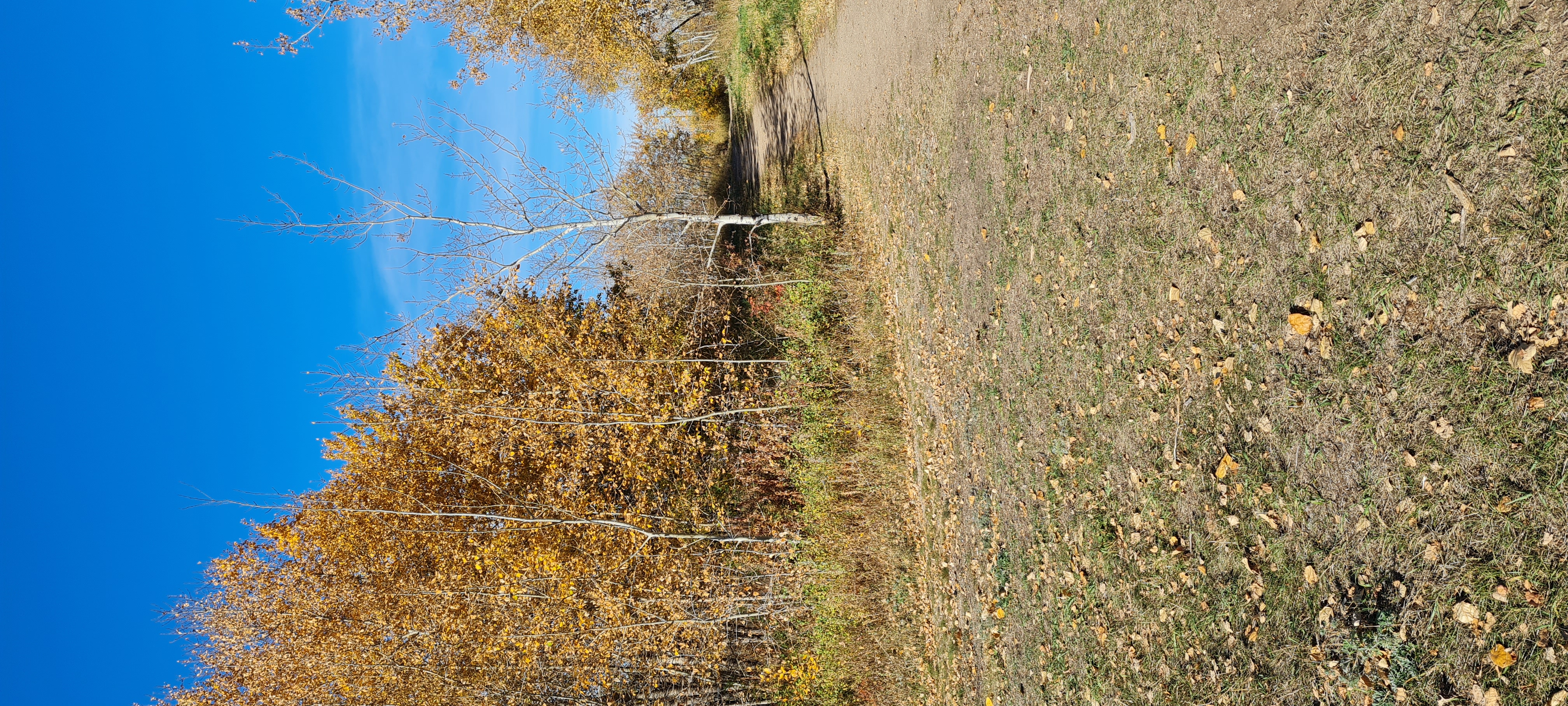 Martensville offleash dog park