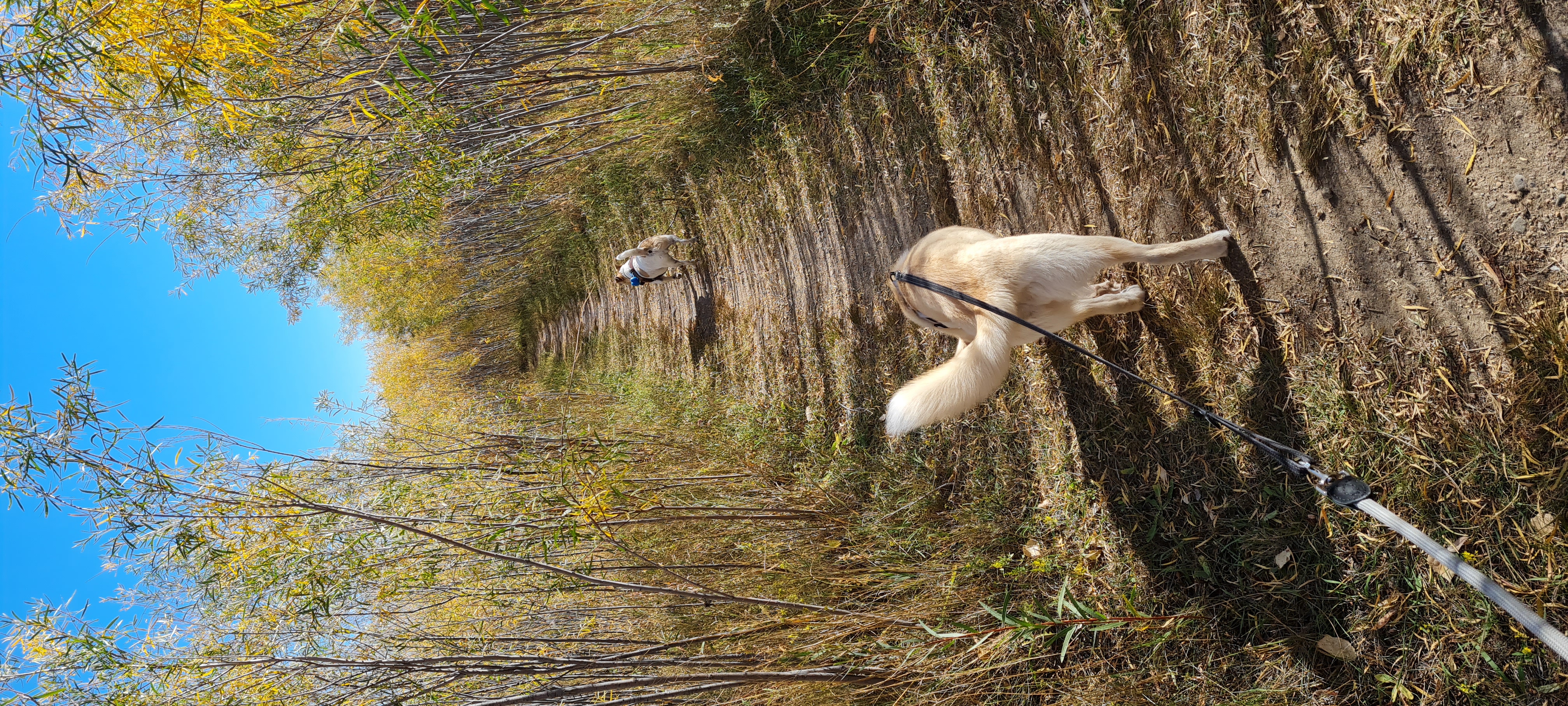 Martensville offleash dog park