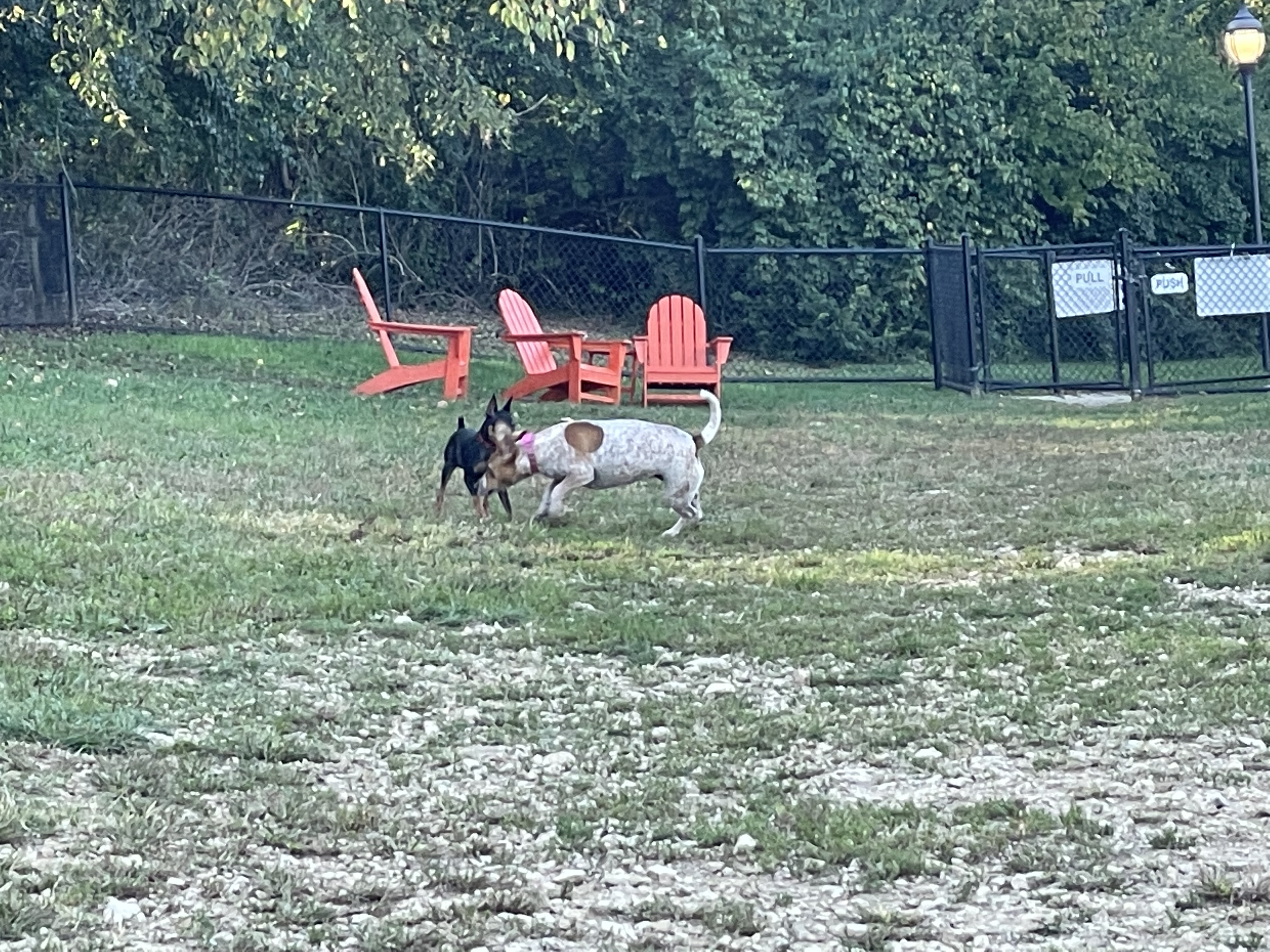 Runaway Bay Dog Park