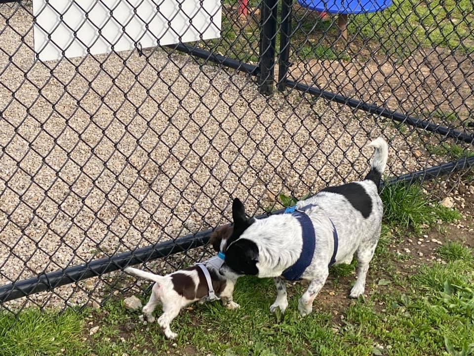 Runaway Bay Dog Park