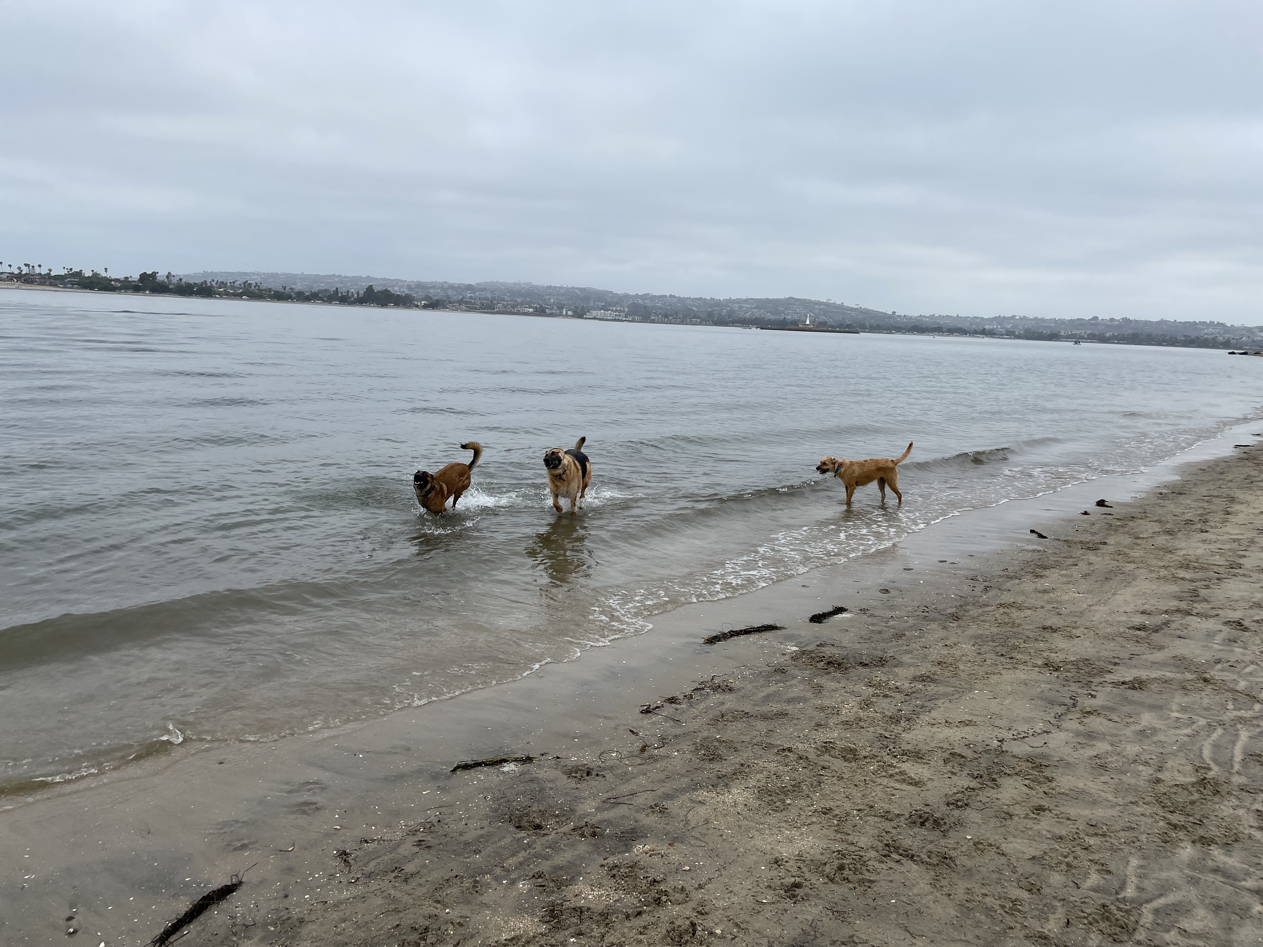 Fiesta Island Dog Park