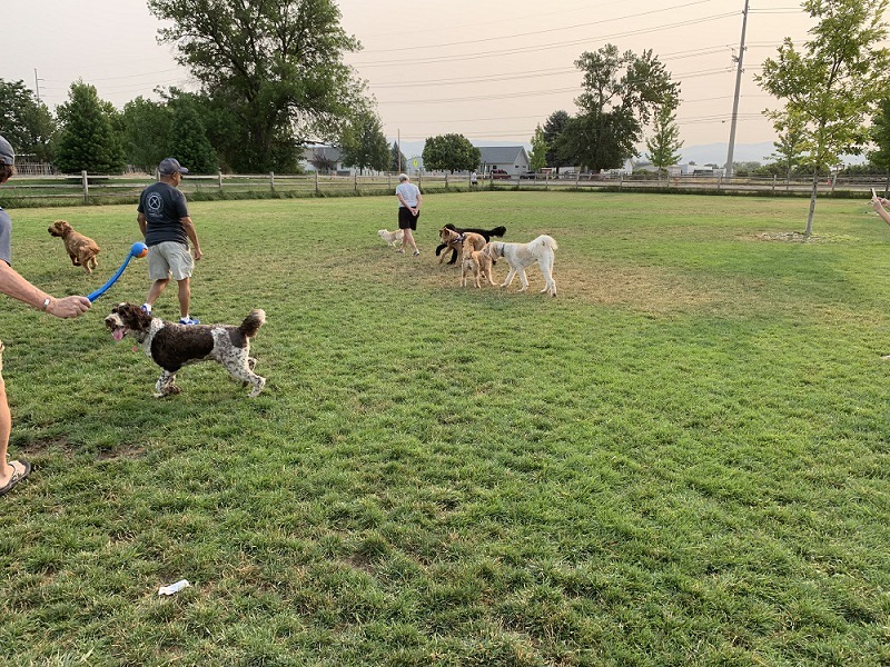 Molenaar Dog Park