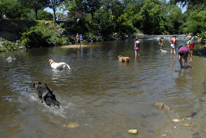 Shirlington Dog Park
