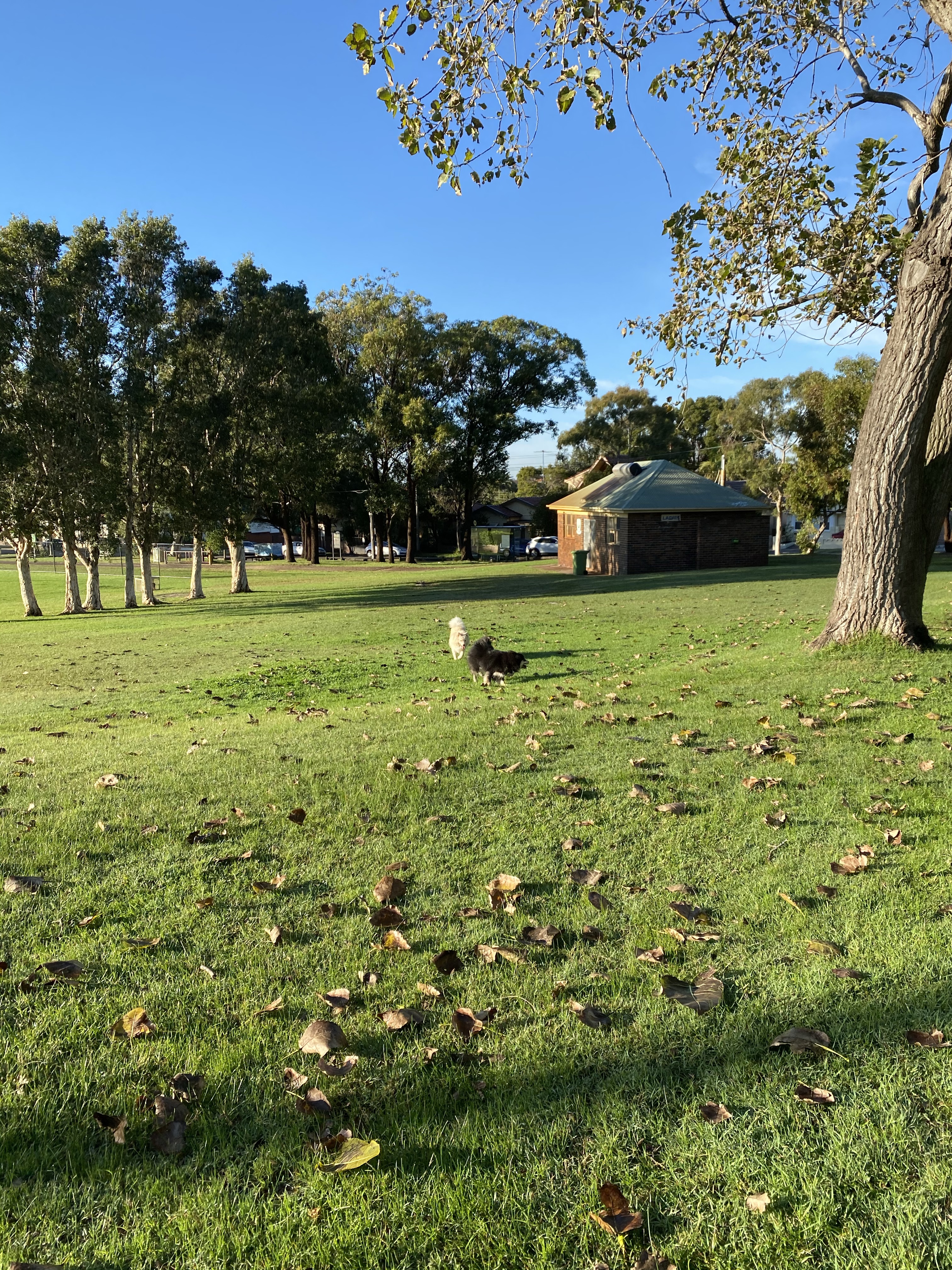 Paine Reserve off-leash area