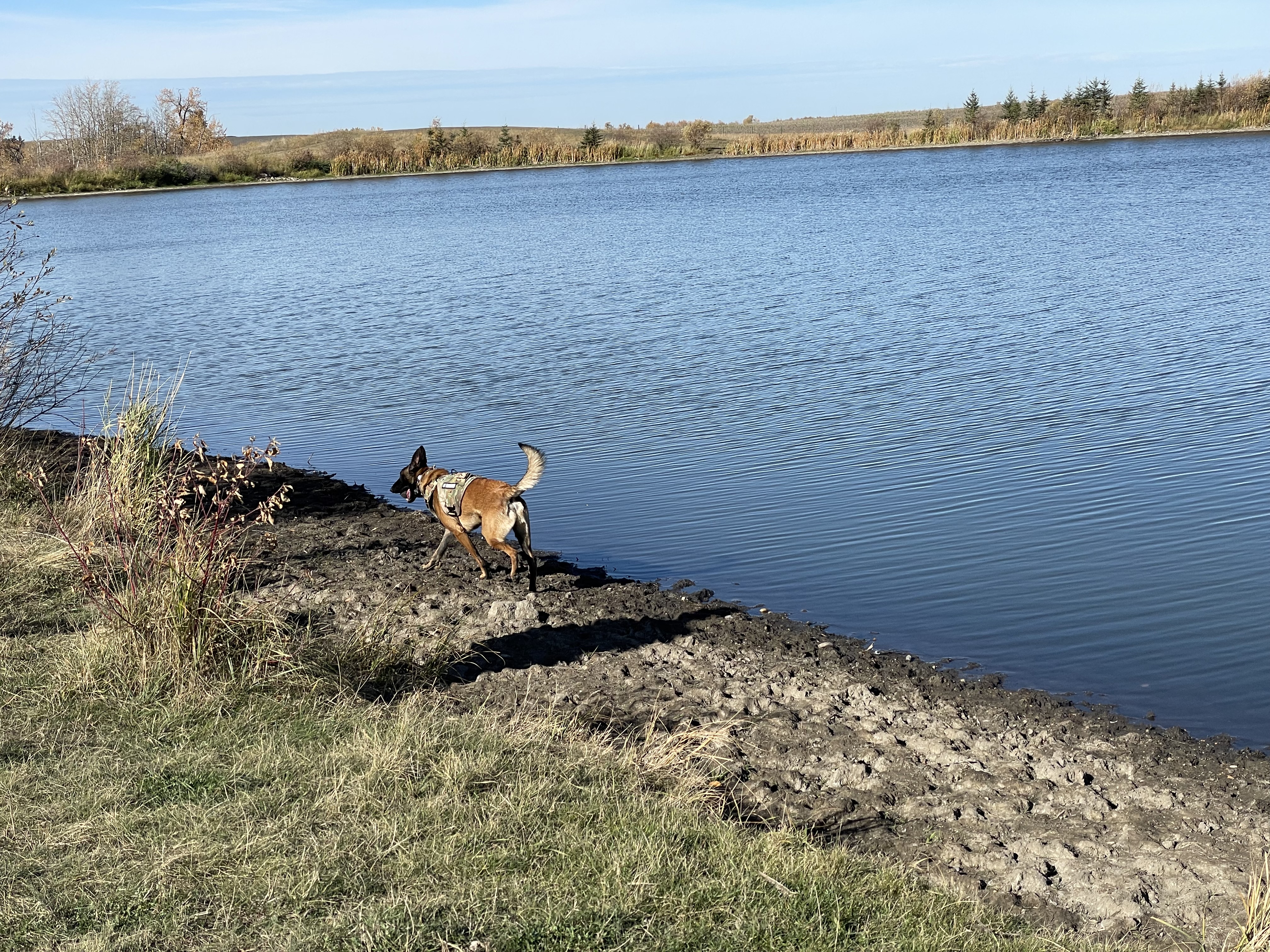 Bremner Unofficial Dog Park