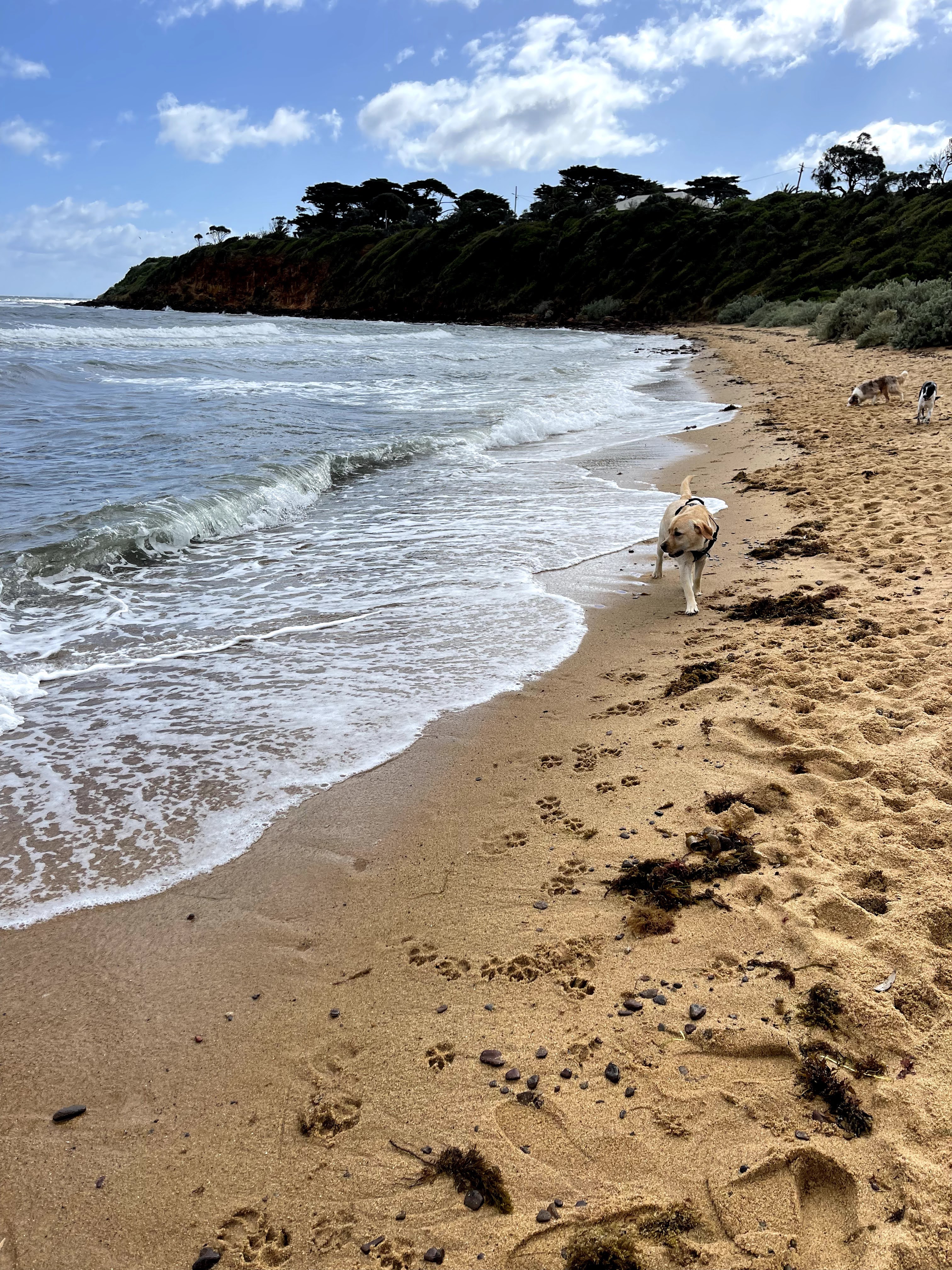 Royal Beach Dog Off Leash Area