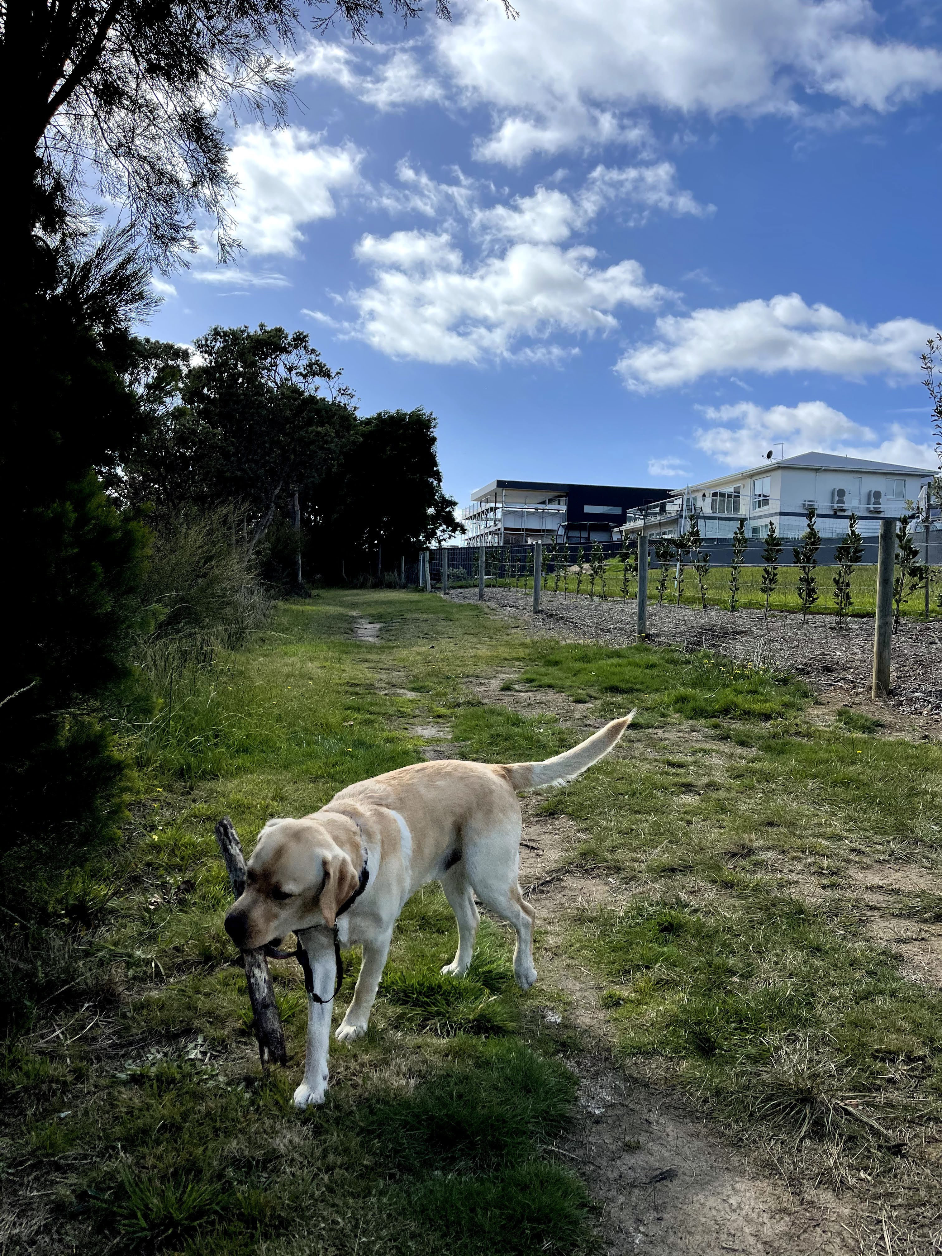 Fairbairn Bushland Reserve