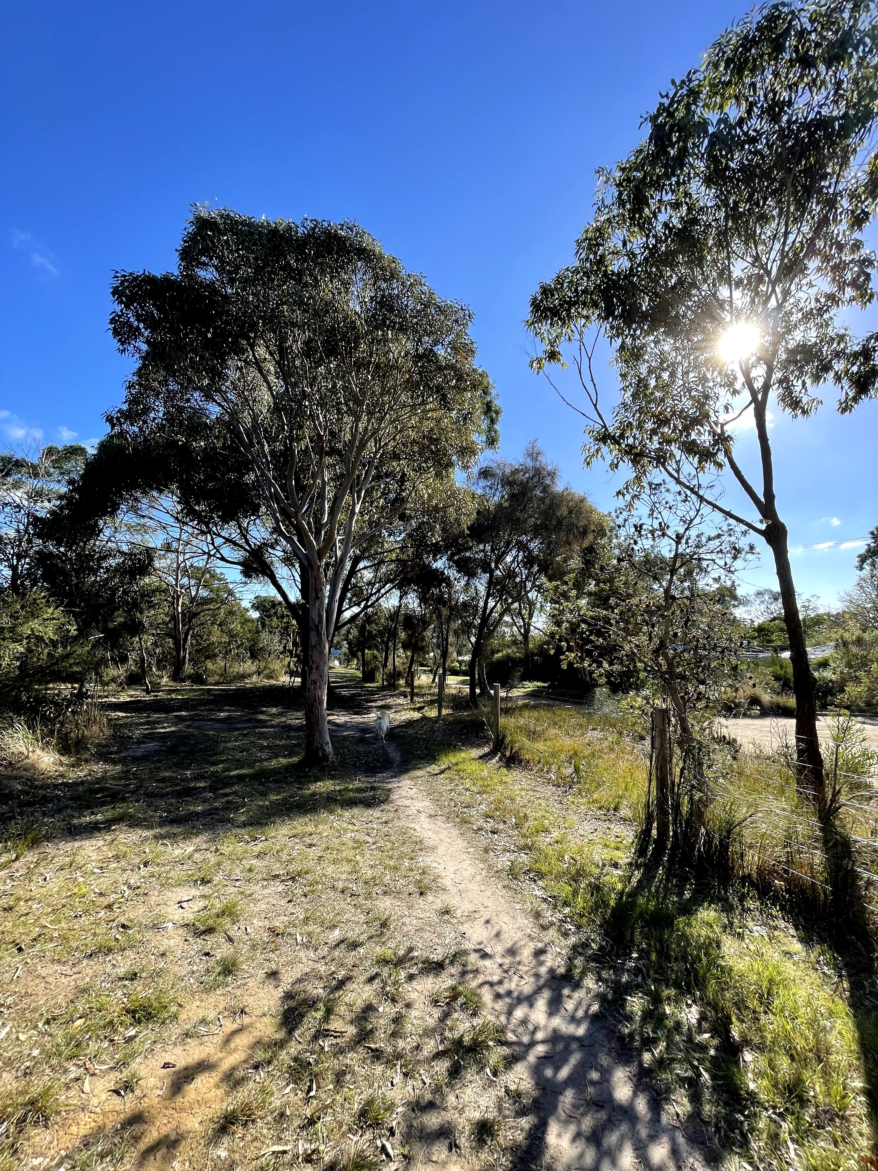 Fairbairn Bushland Reserve