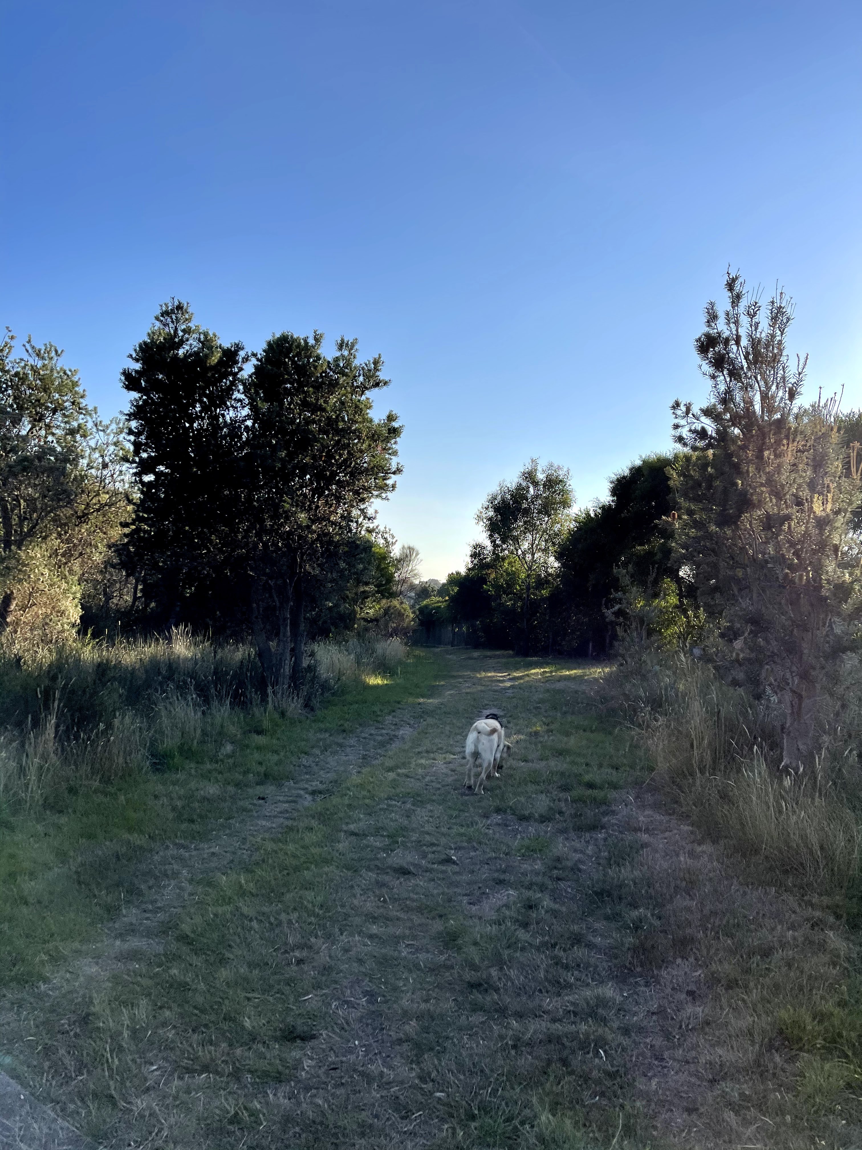 Fairbairn Bushland Reserve