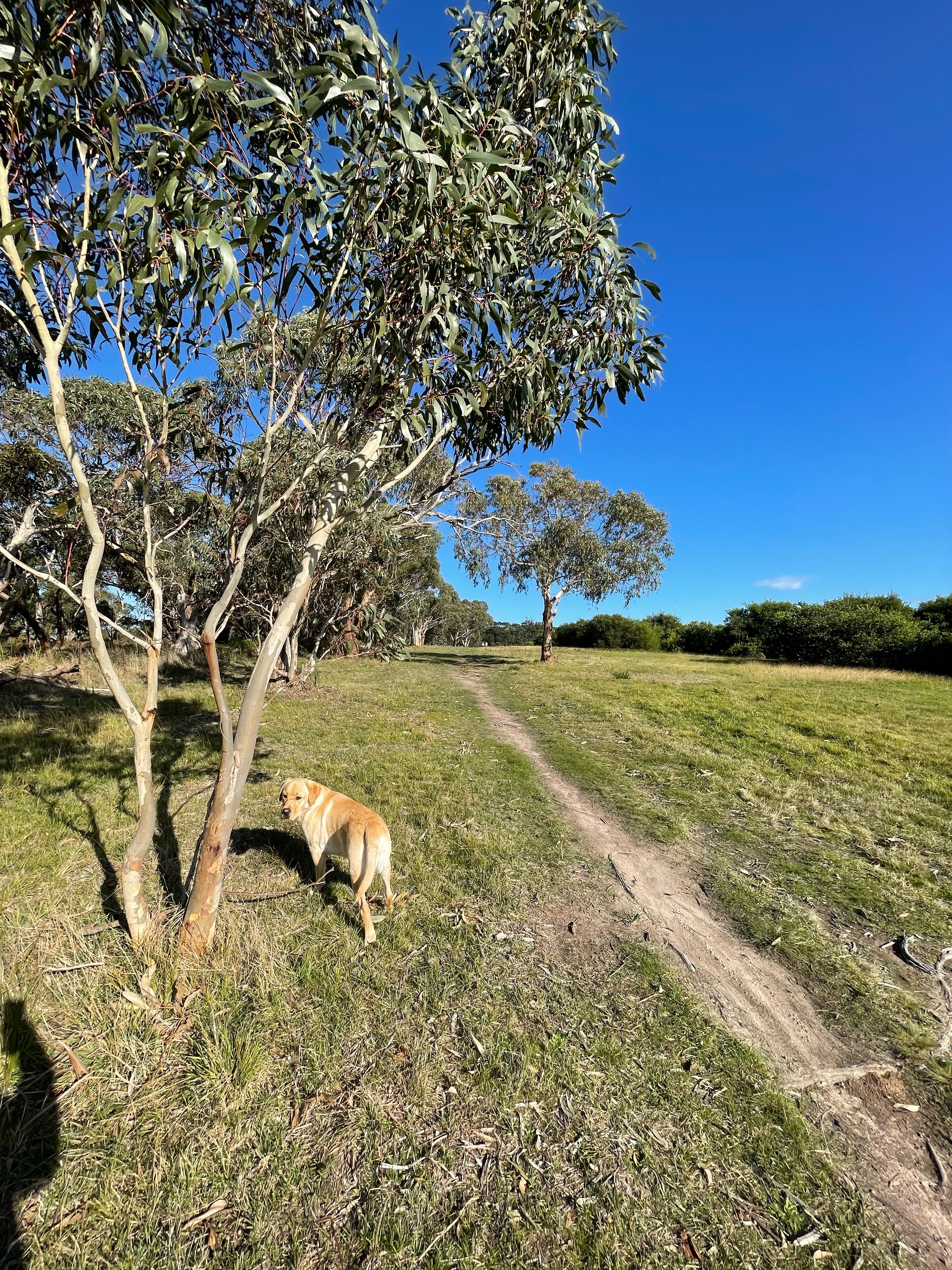 Mount Martha Scrubland