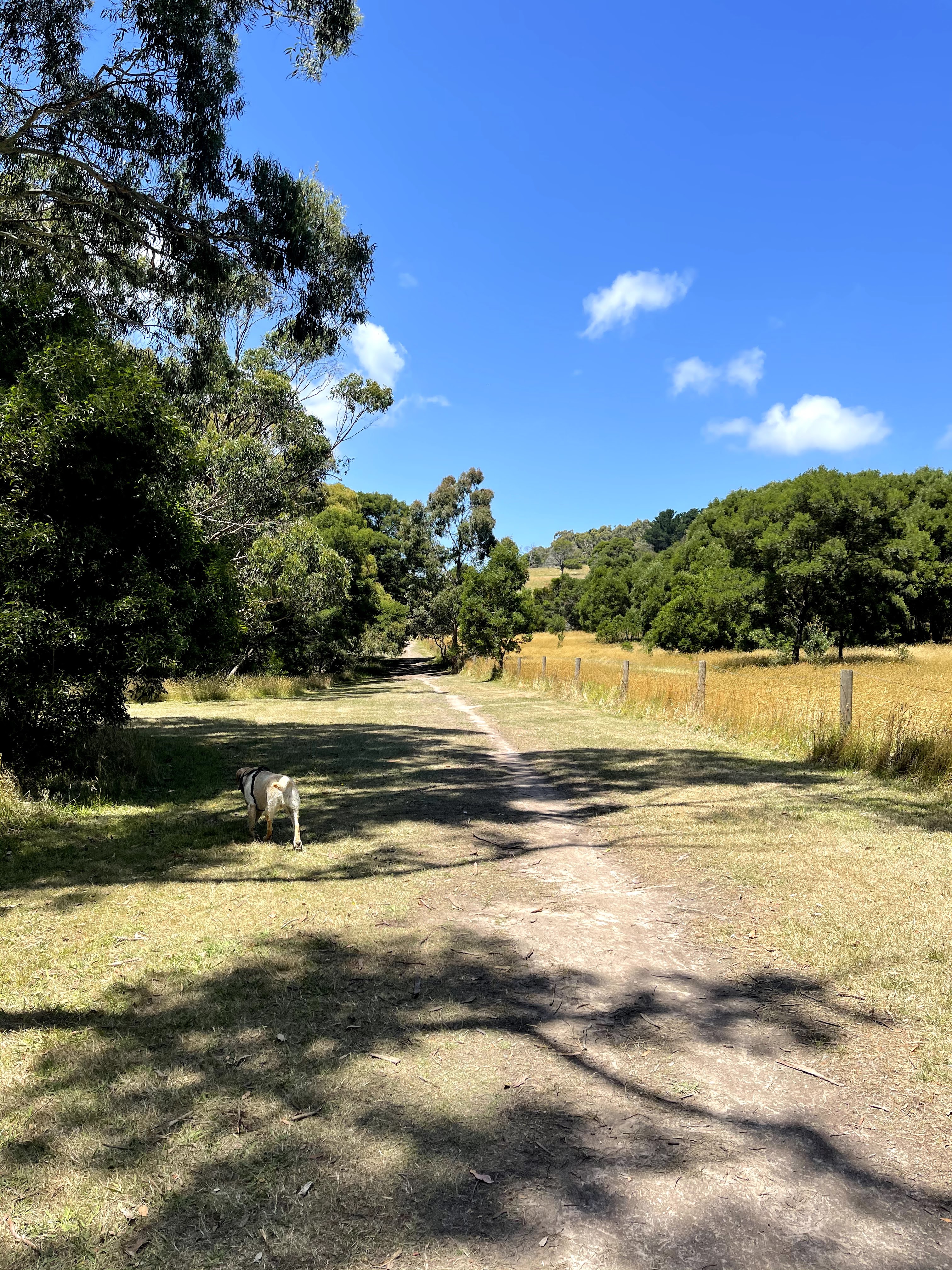 Hillview Community Reserve - Off Leash Dog Park