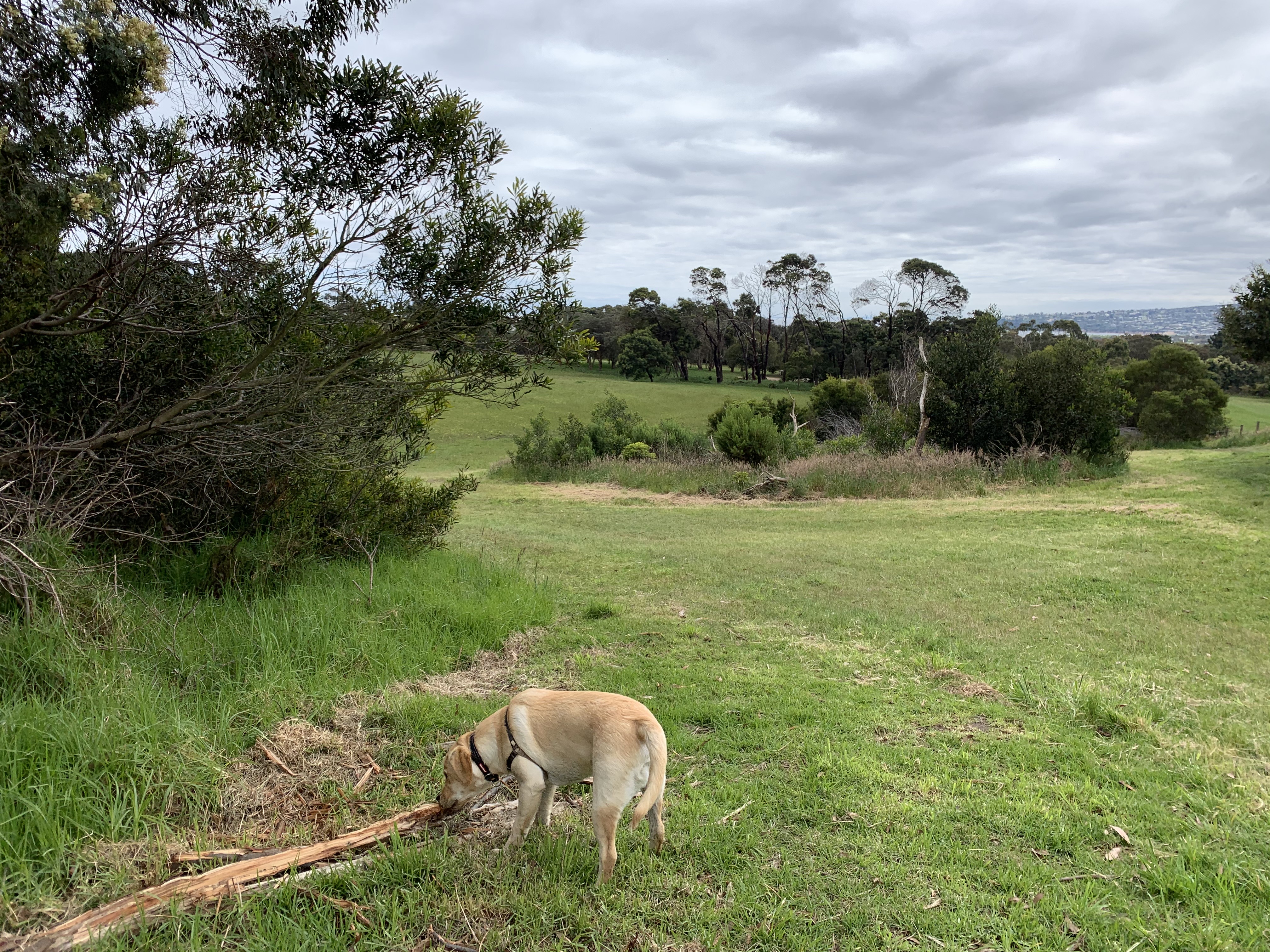 Hillview Community Reserve - Off Leash Dog Park