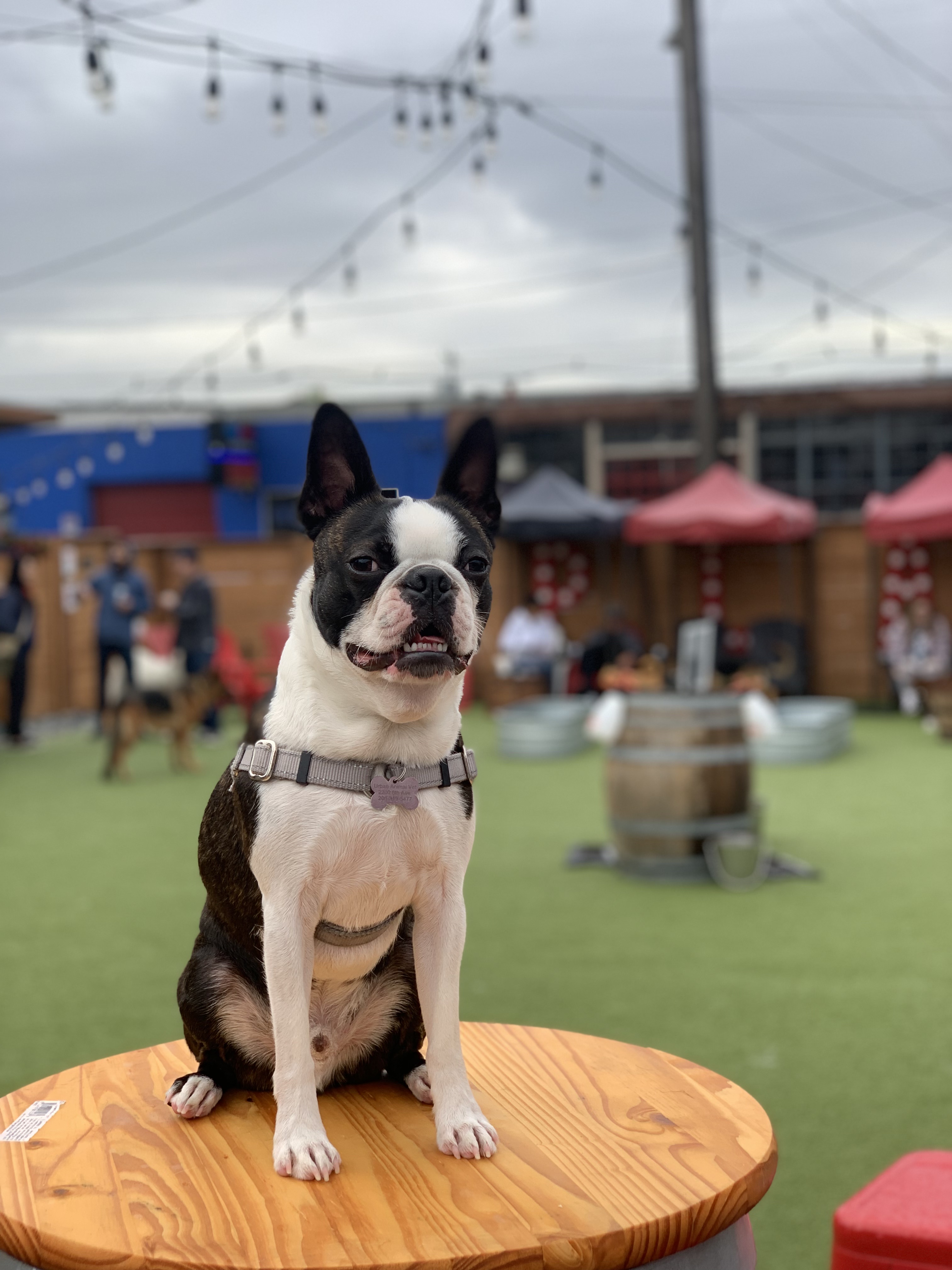 Dog Yard Bar - Dog Park + Bar
