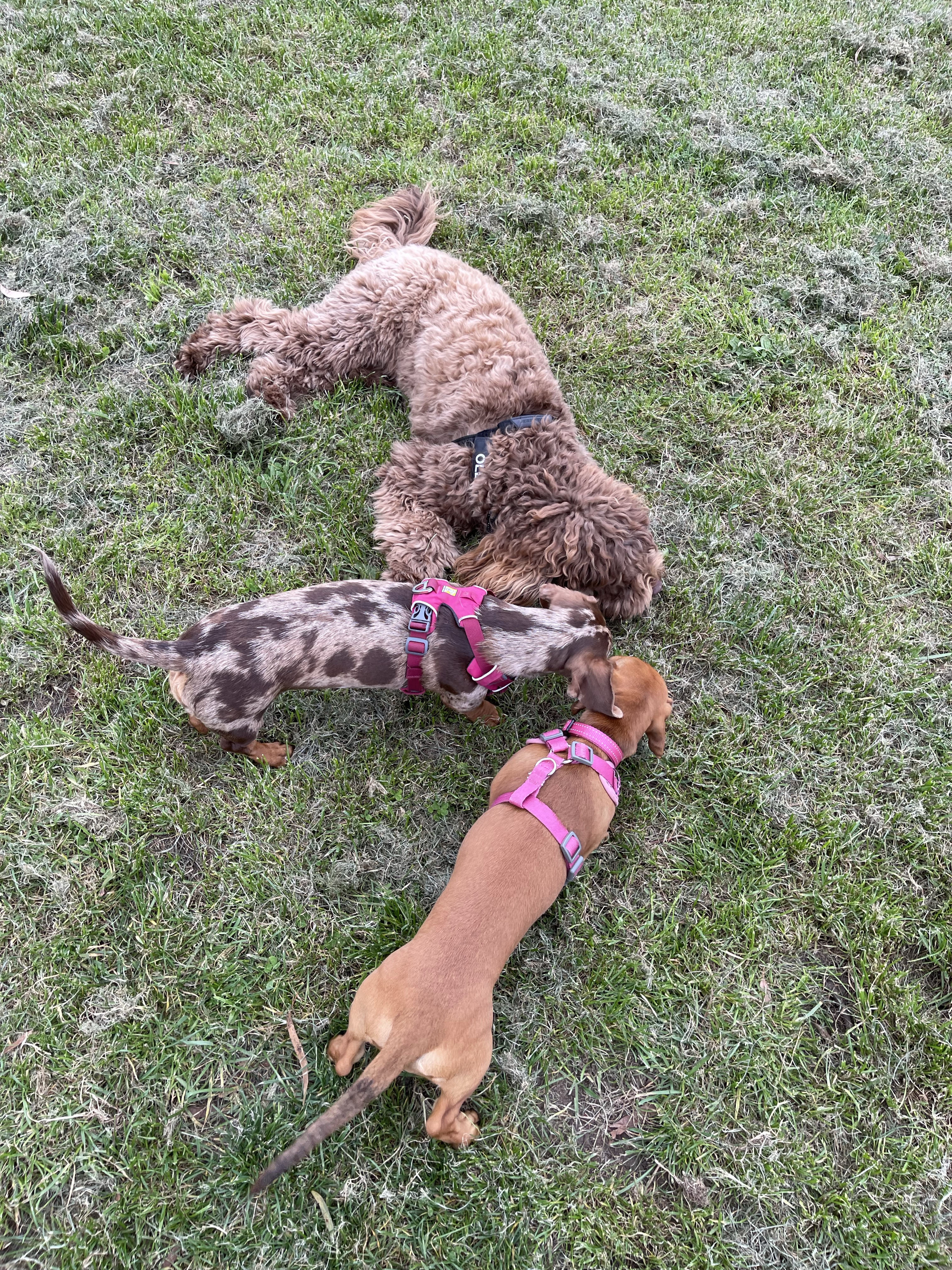 Harrap Road Reserve Fenced Dog Park
