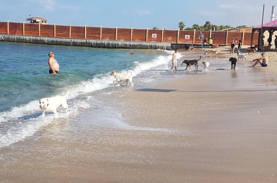 Hilton Dog Beach