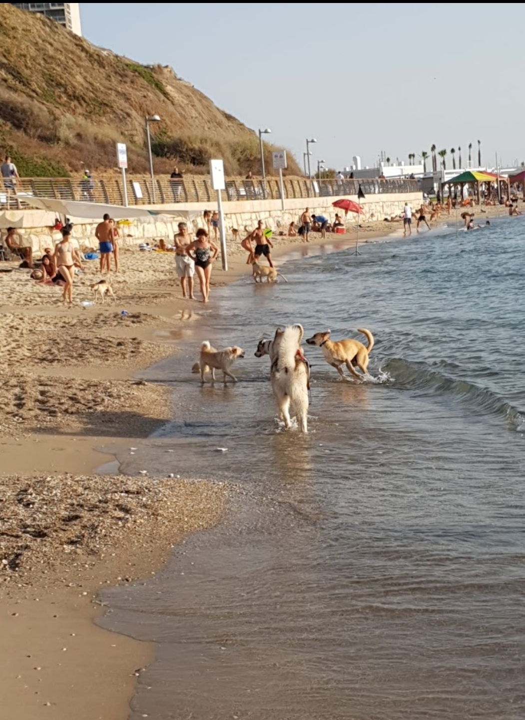 Hilton Dog Beach