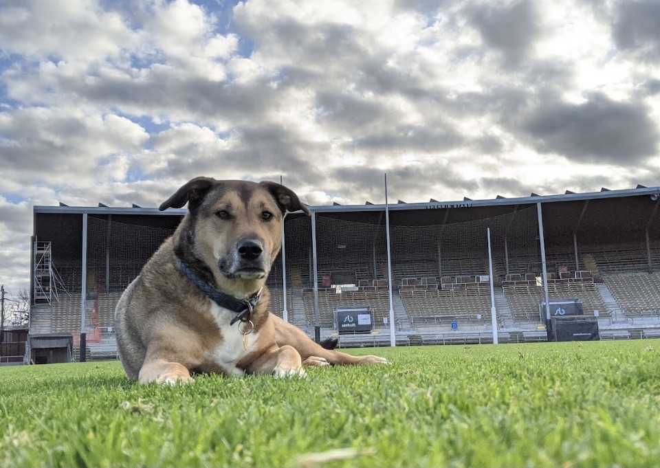 Victoria Park Fenced Dog Off Leash Area