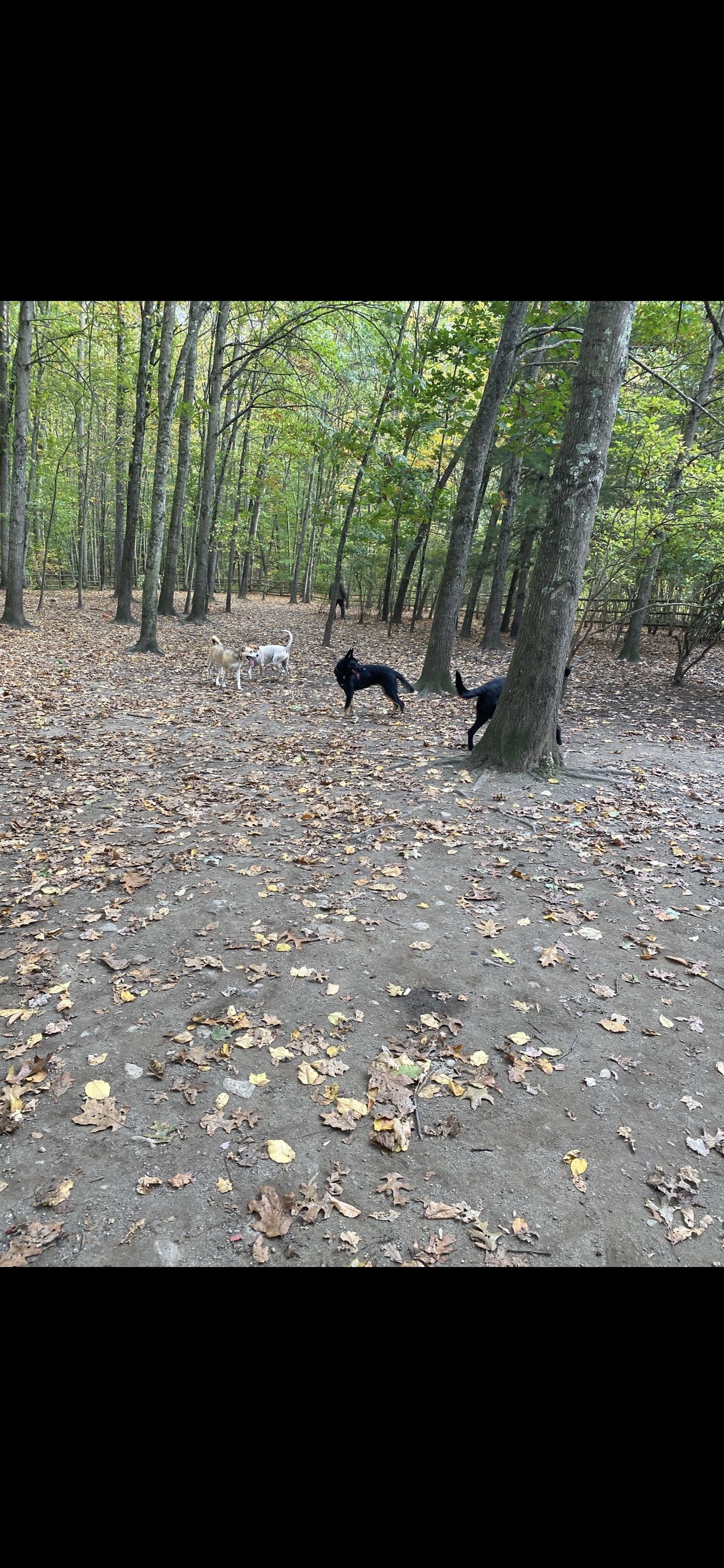 Yorktown Community Dog Park at Sylvan Glen Park Preserve