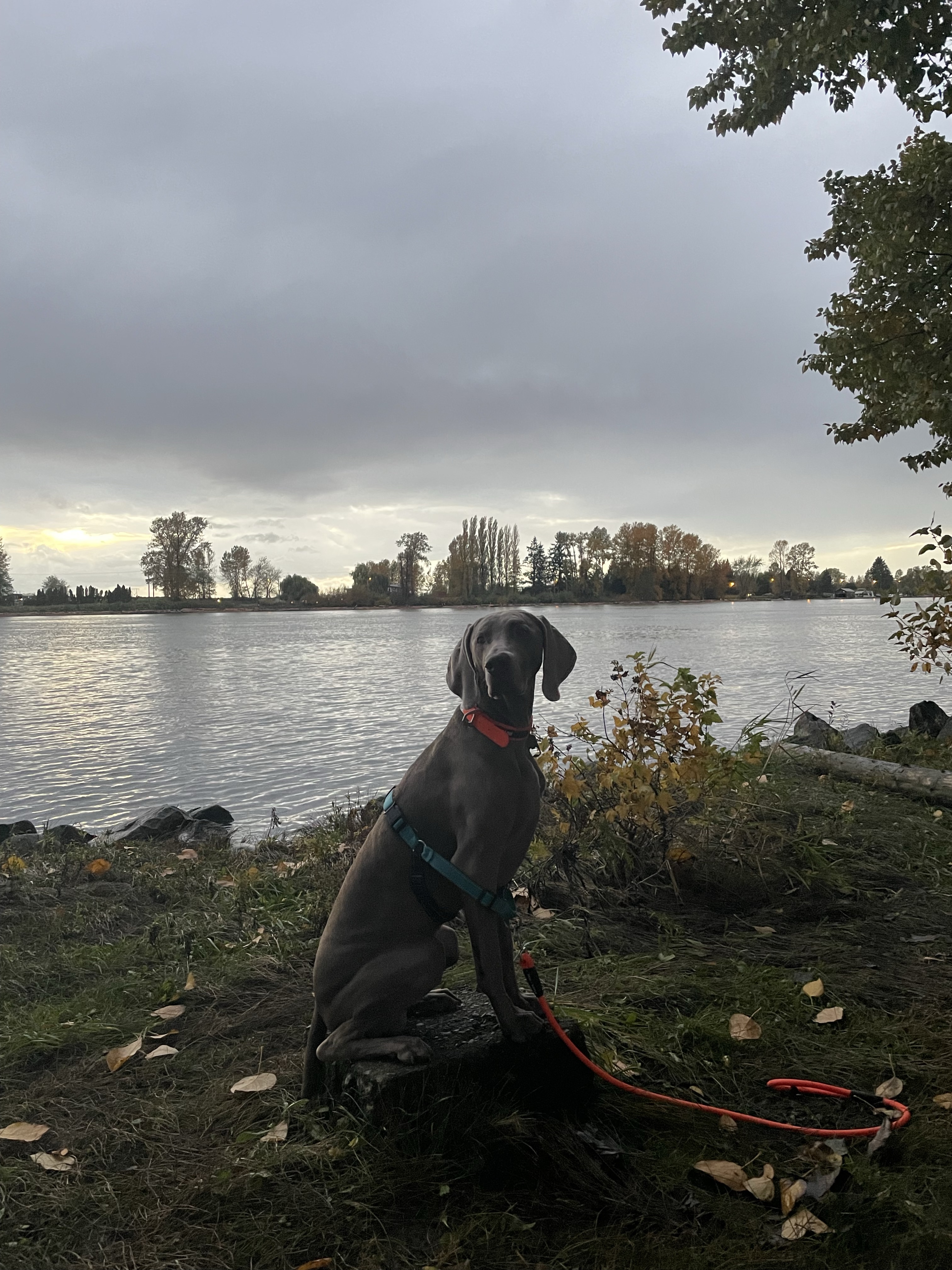 Burnaby Fraser Foreshore Off-Leash Dog Park