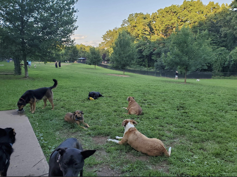 Echo Lake Dog Park