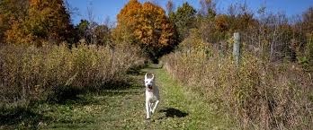 Port Mcnicoll Dog Park