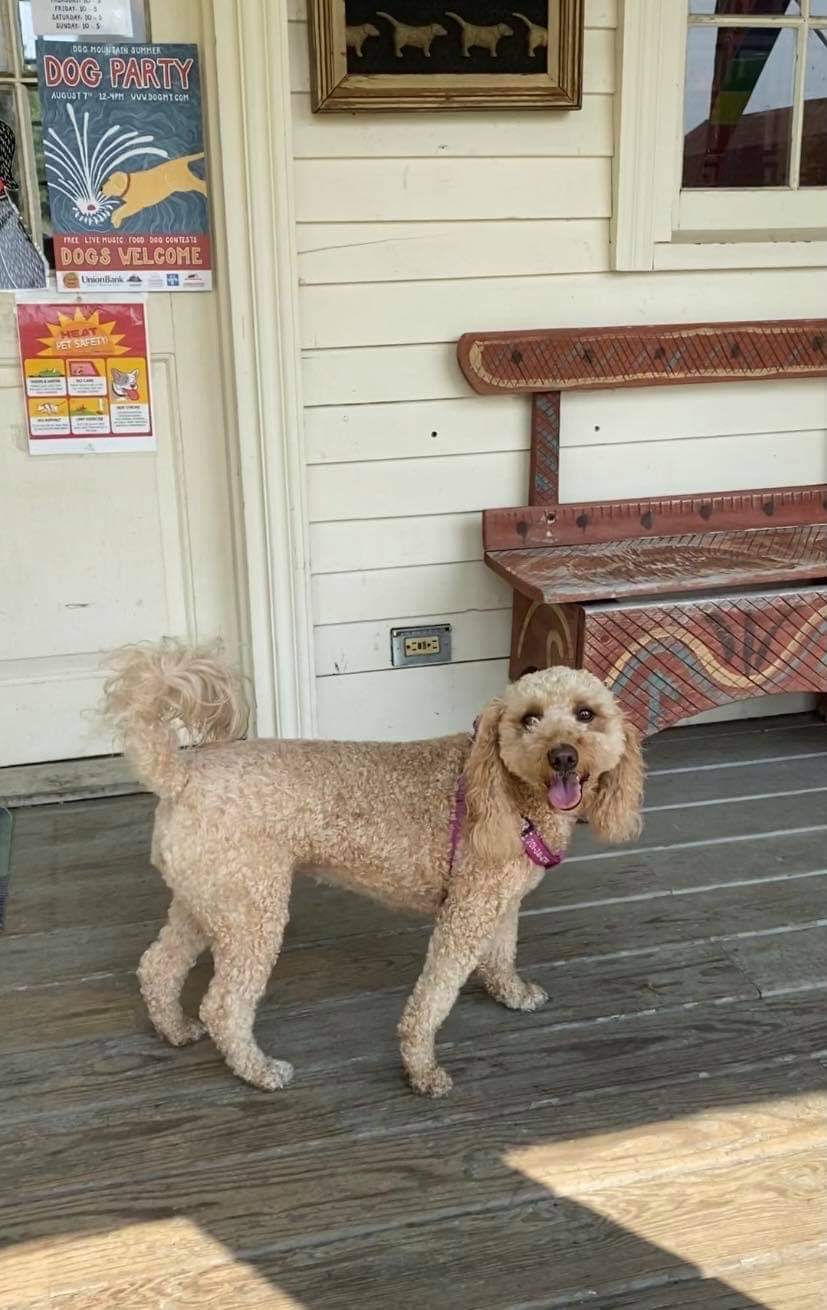 Dog Mountain, Home of Stephen Huneck Gallery