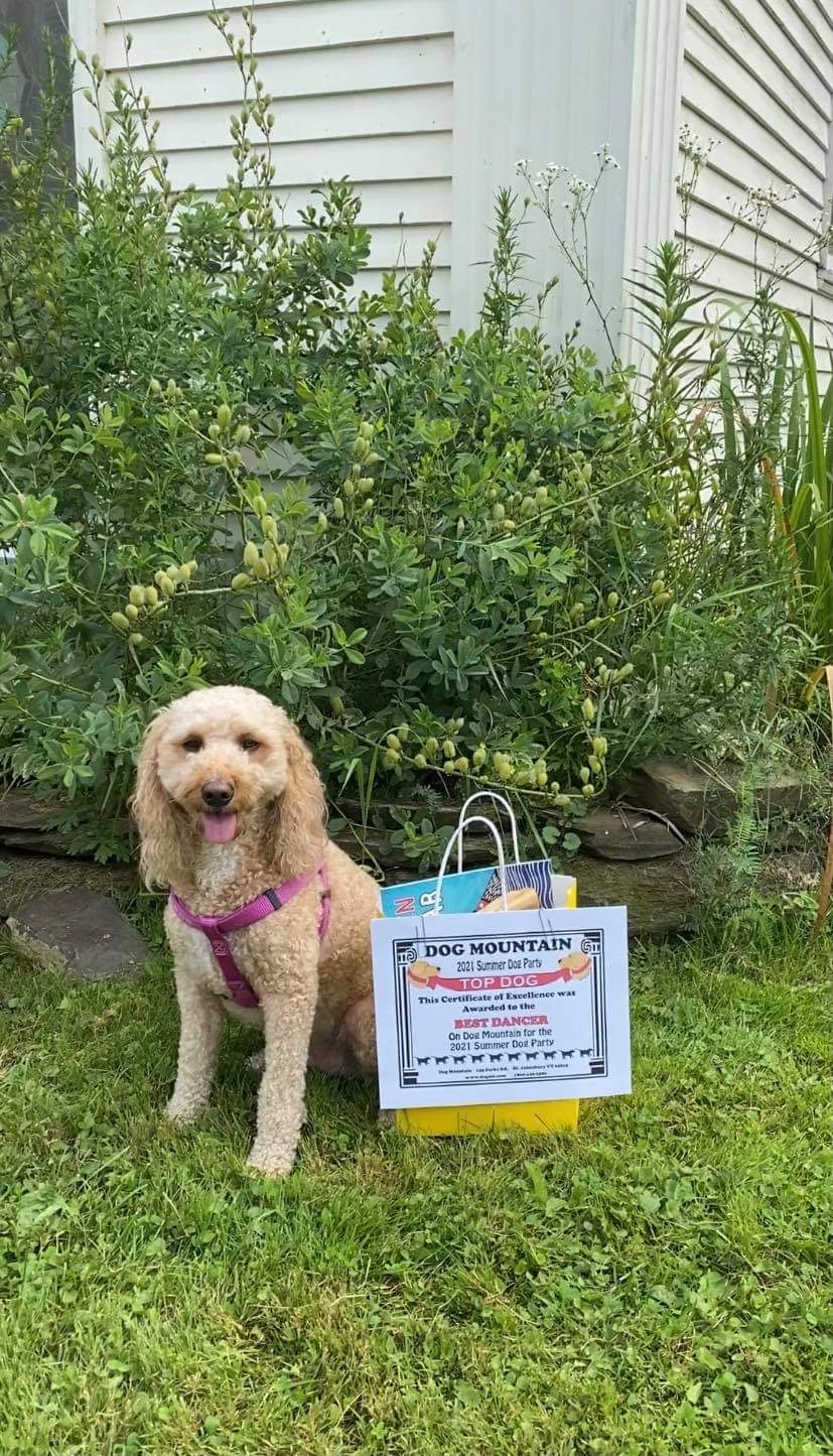 Dog Mountain, Home of Stephen Huneck Gallery