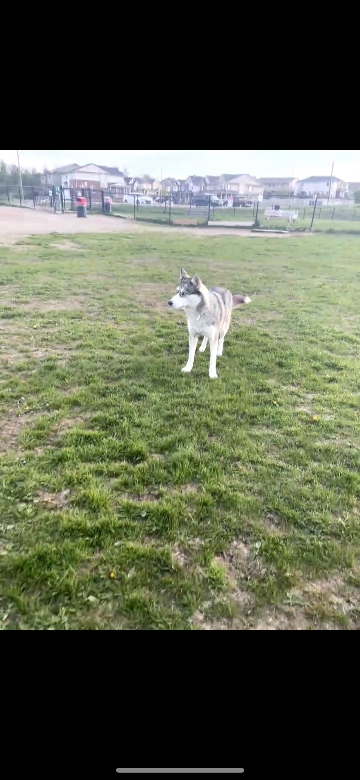 Hansen Blvd Off-Leash Dog Park