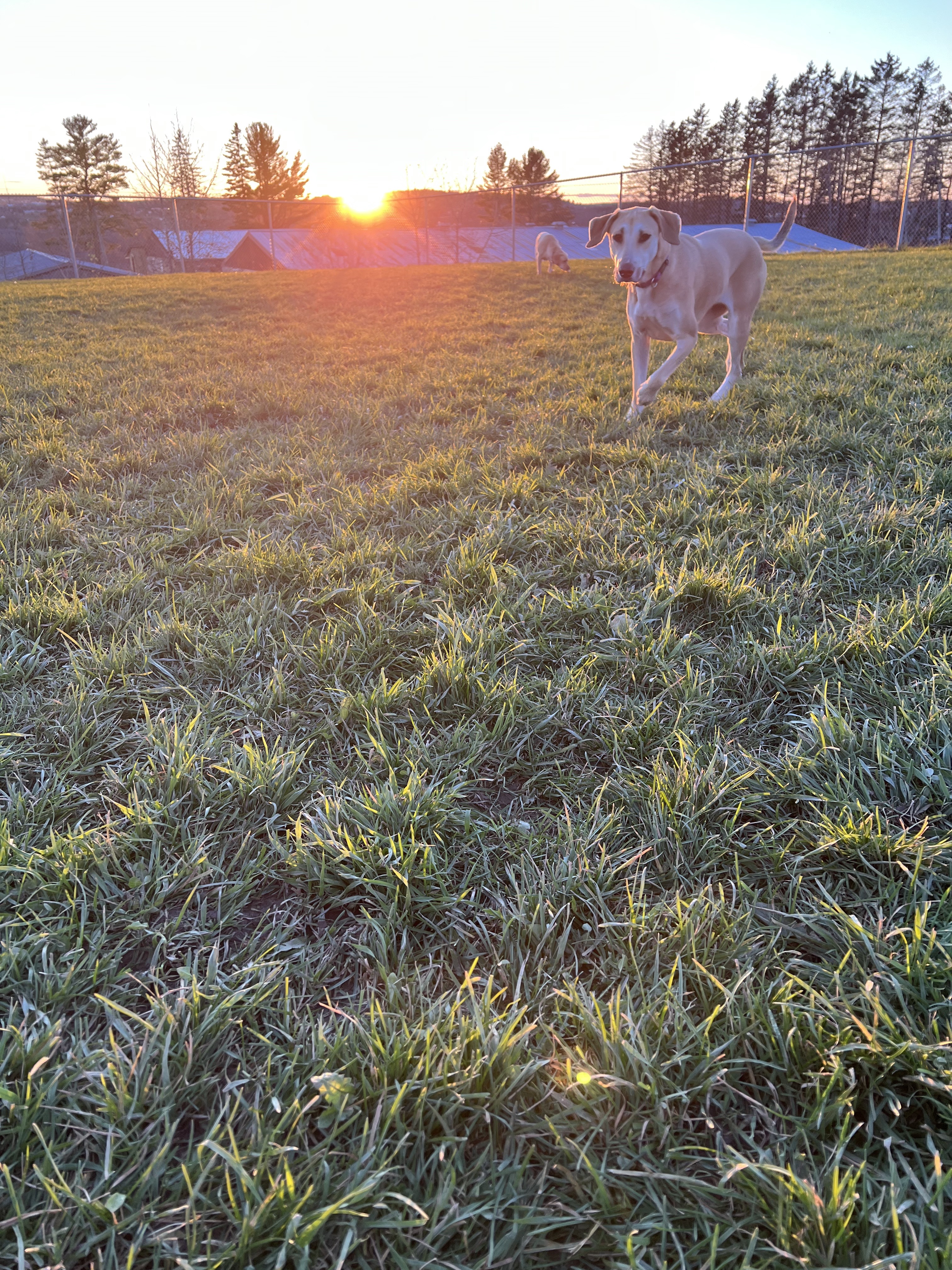 Connell Park Dog Park
