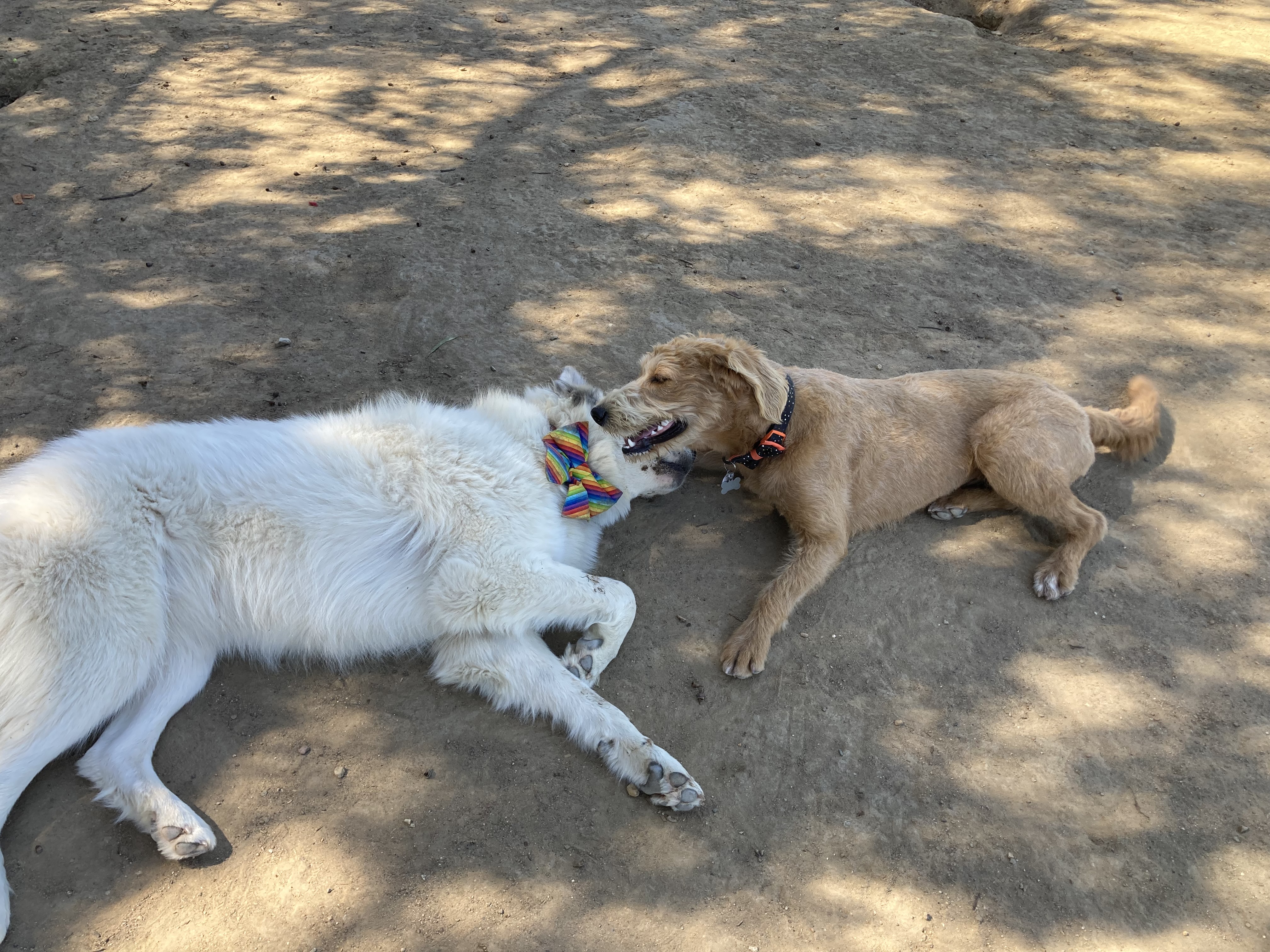 La Jolla Colony Dog Park