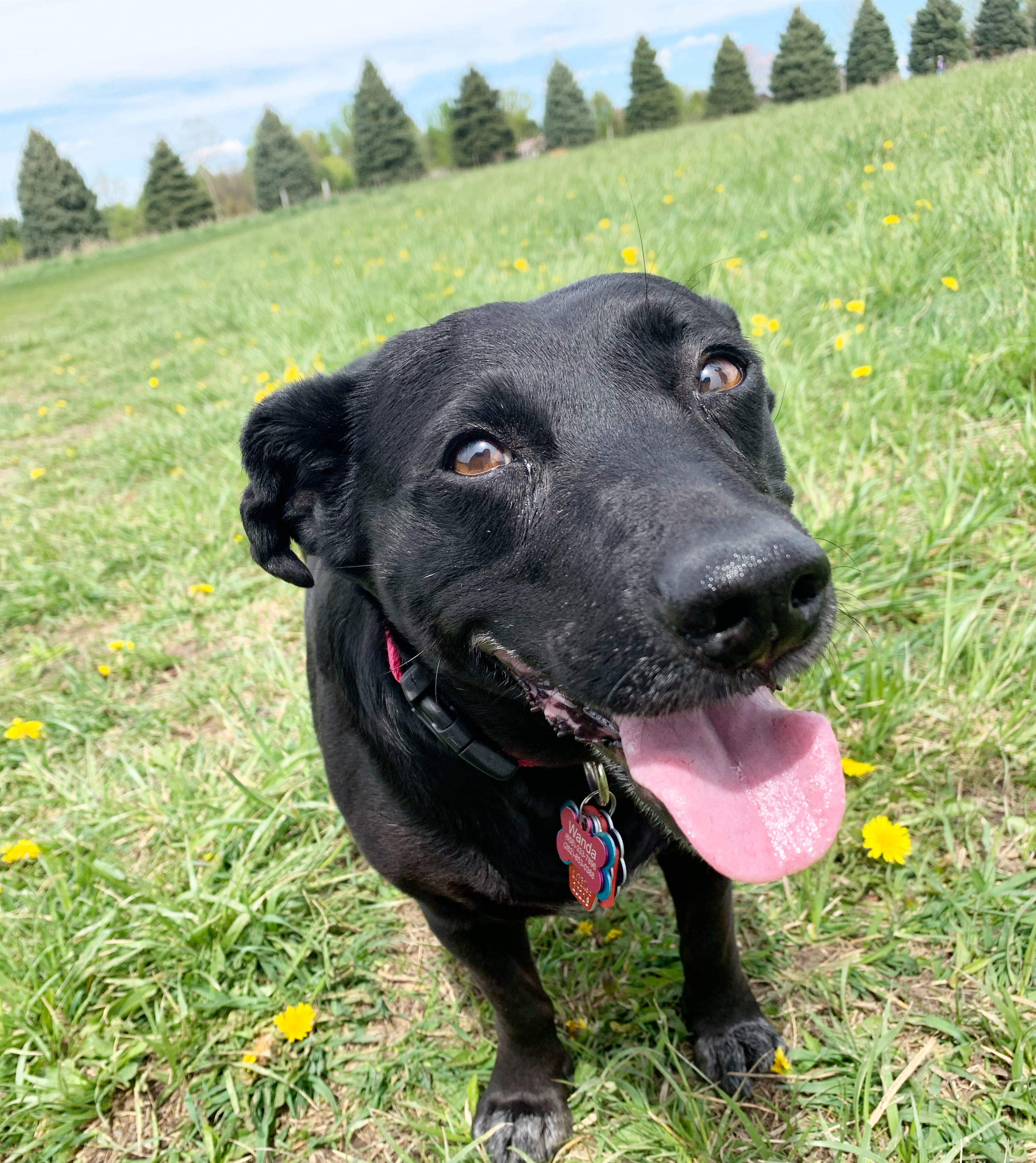 Token Creek Dog Park