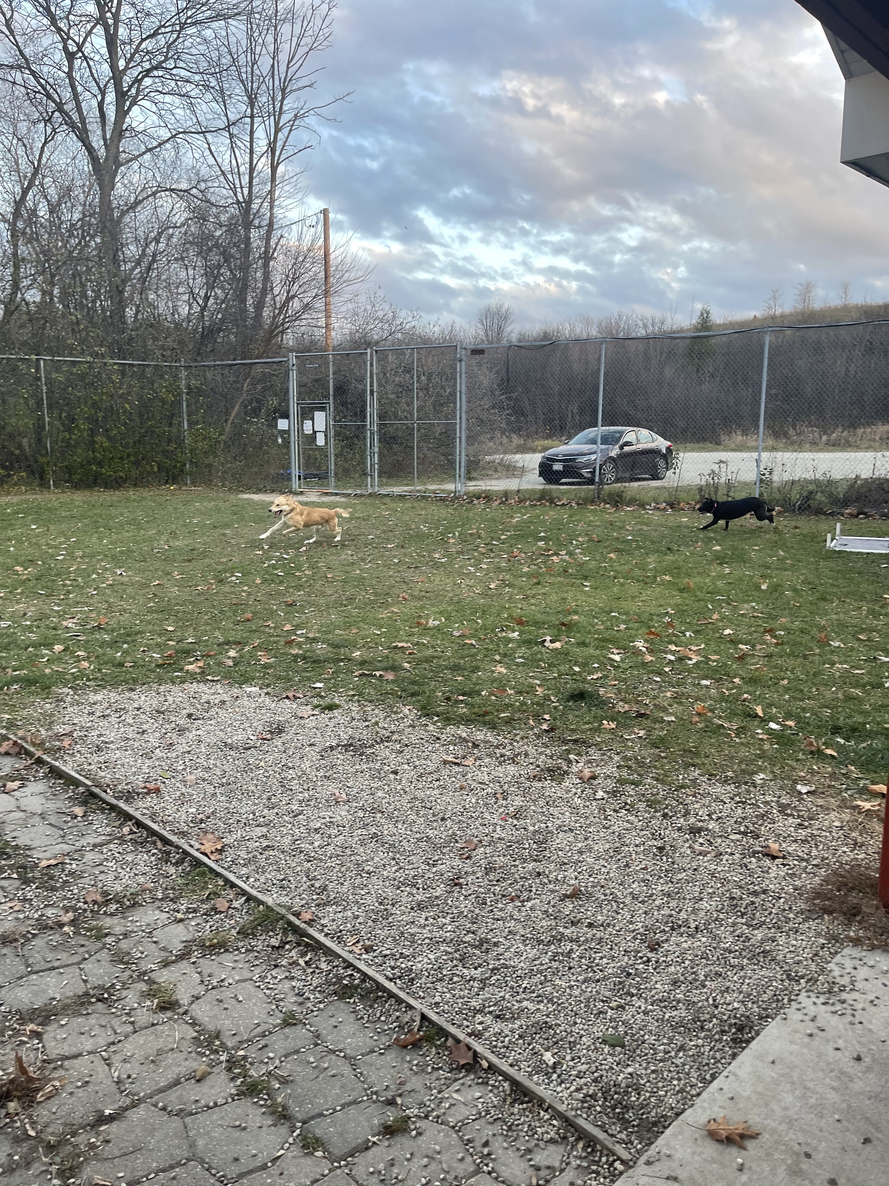 Pitbull Advocates Of America (Private)