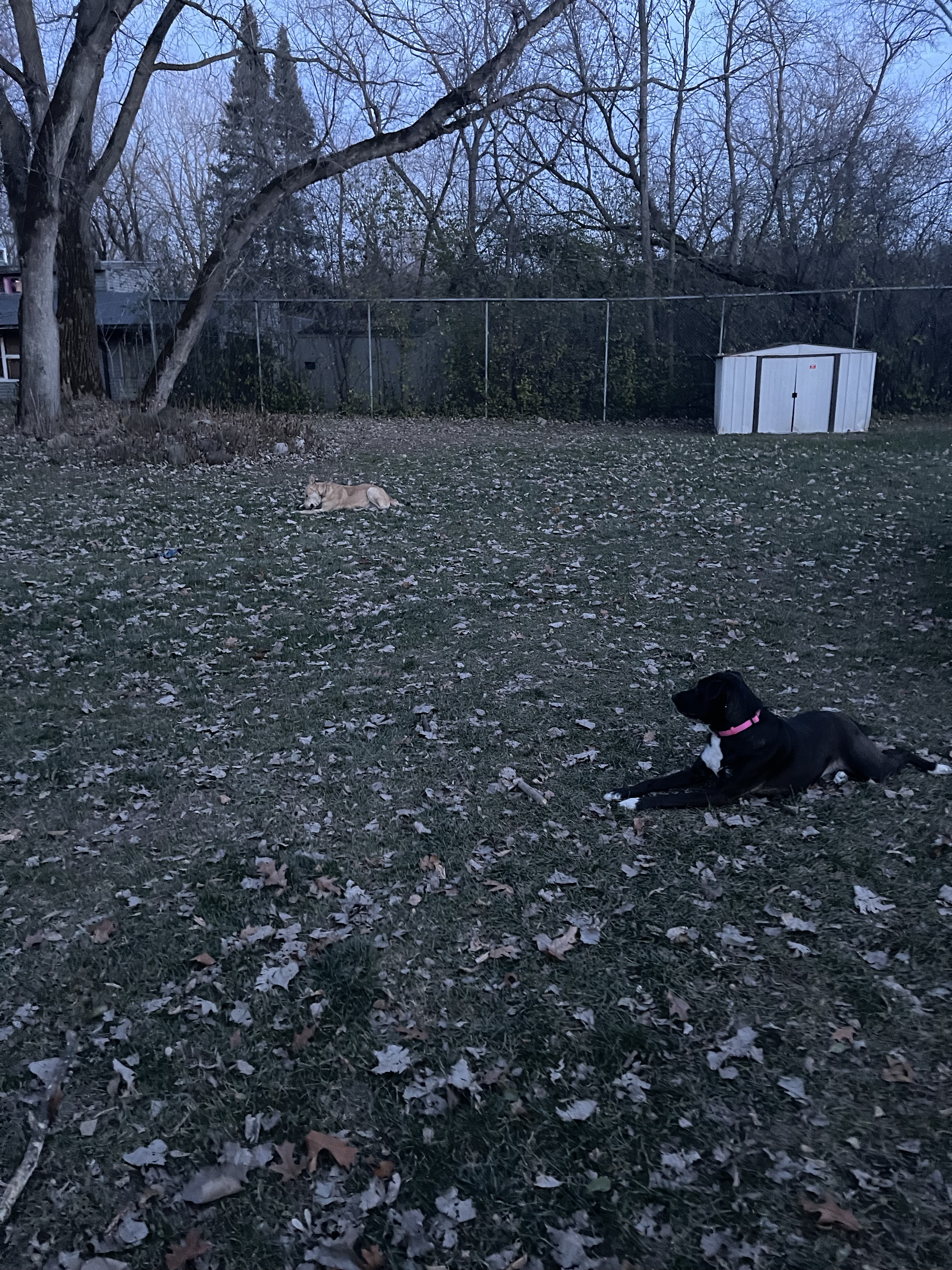 Pitbull Advocates Of America (Private)