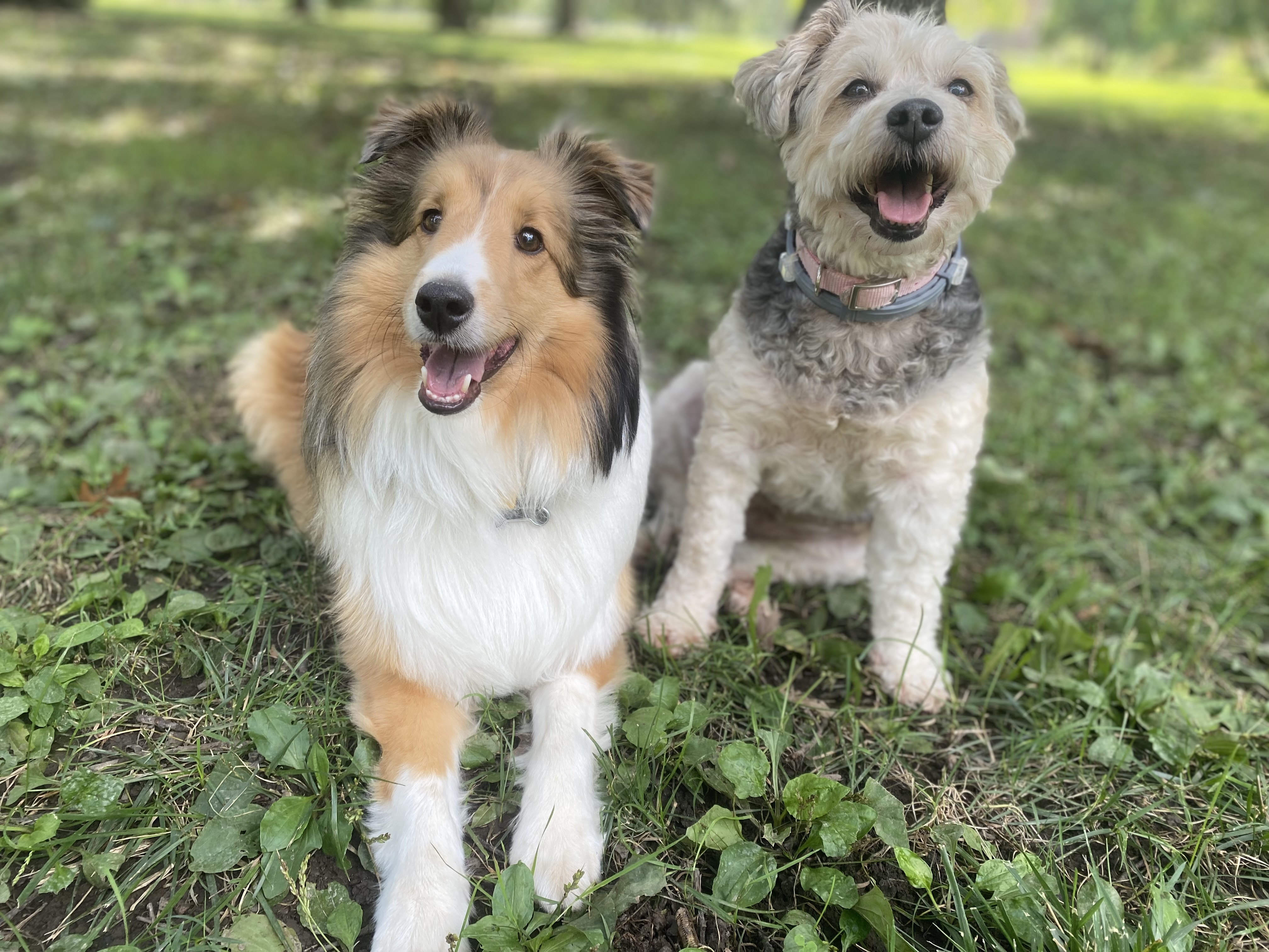 Goodale Park- Off Leash Under Direct Voice Control