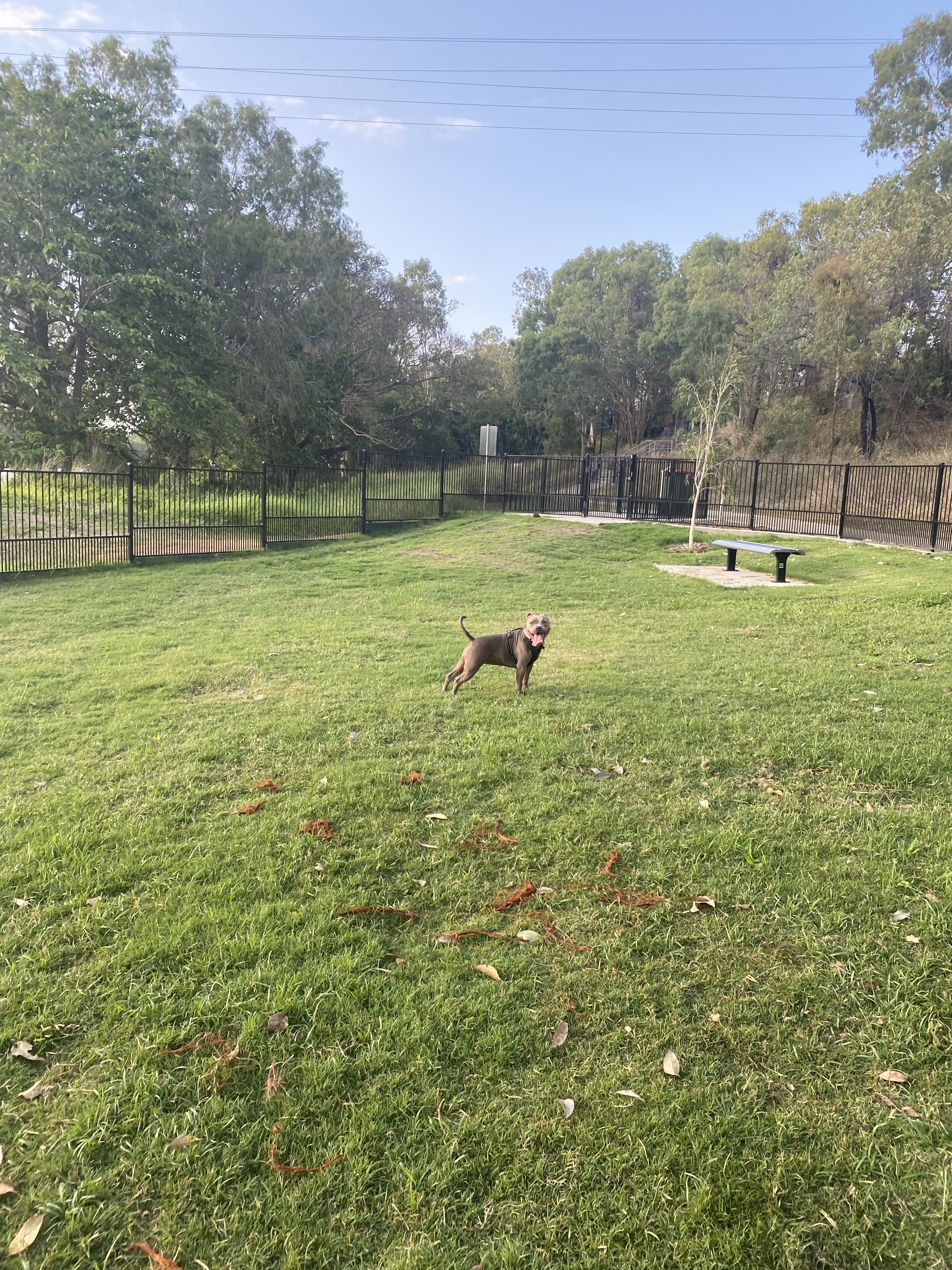 Apex Dog Park