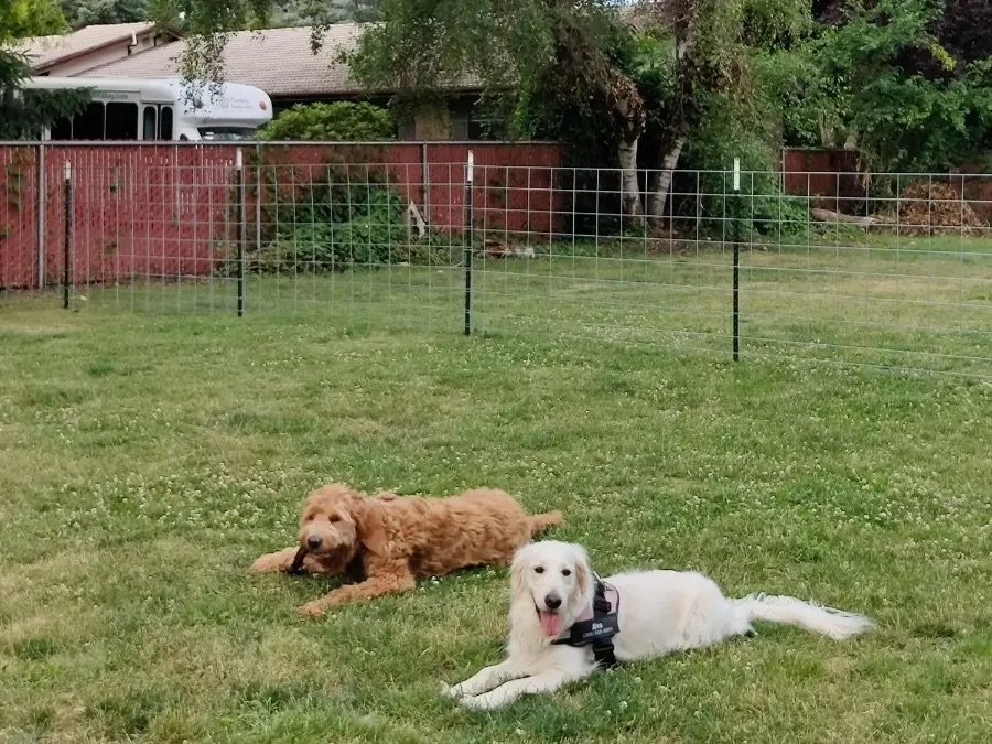 Juanita Beach Pop Up Dog Park