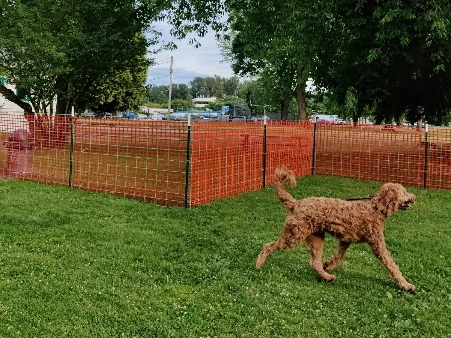 Juanita Beach Pop Up Dog Park