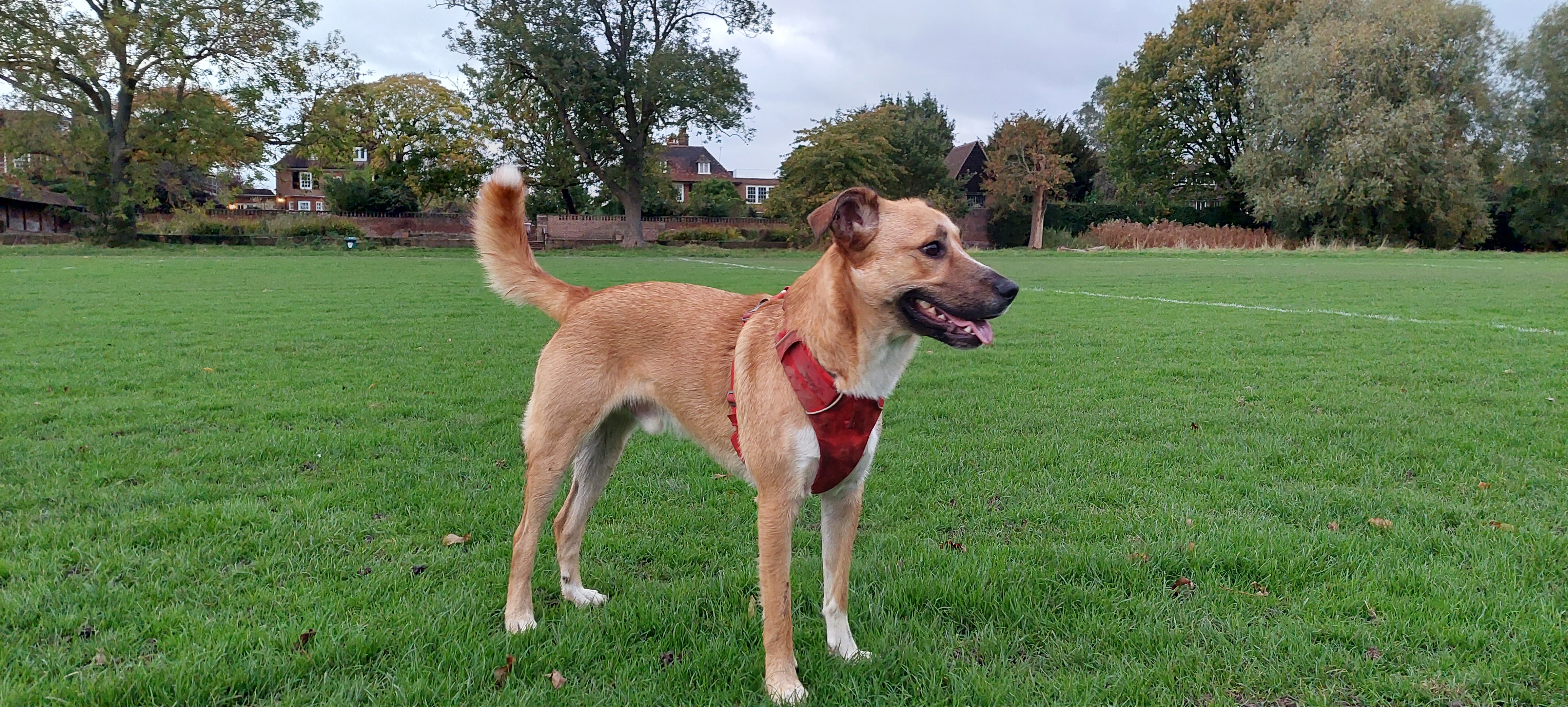 Hampstead Heath Extension