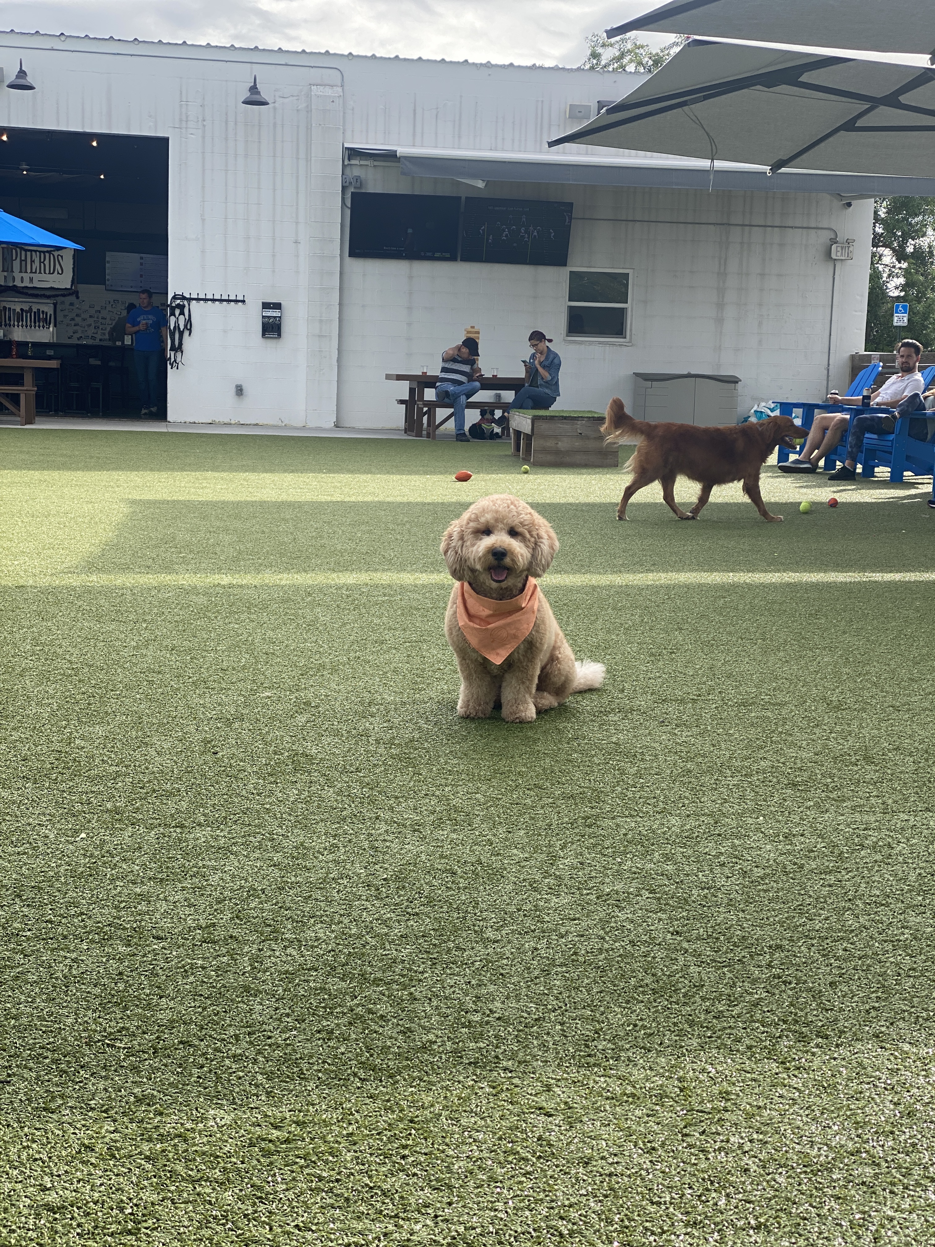 Two Shepherds Taproom - Dog Park + Bar