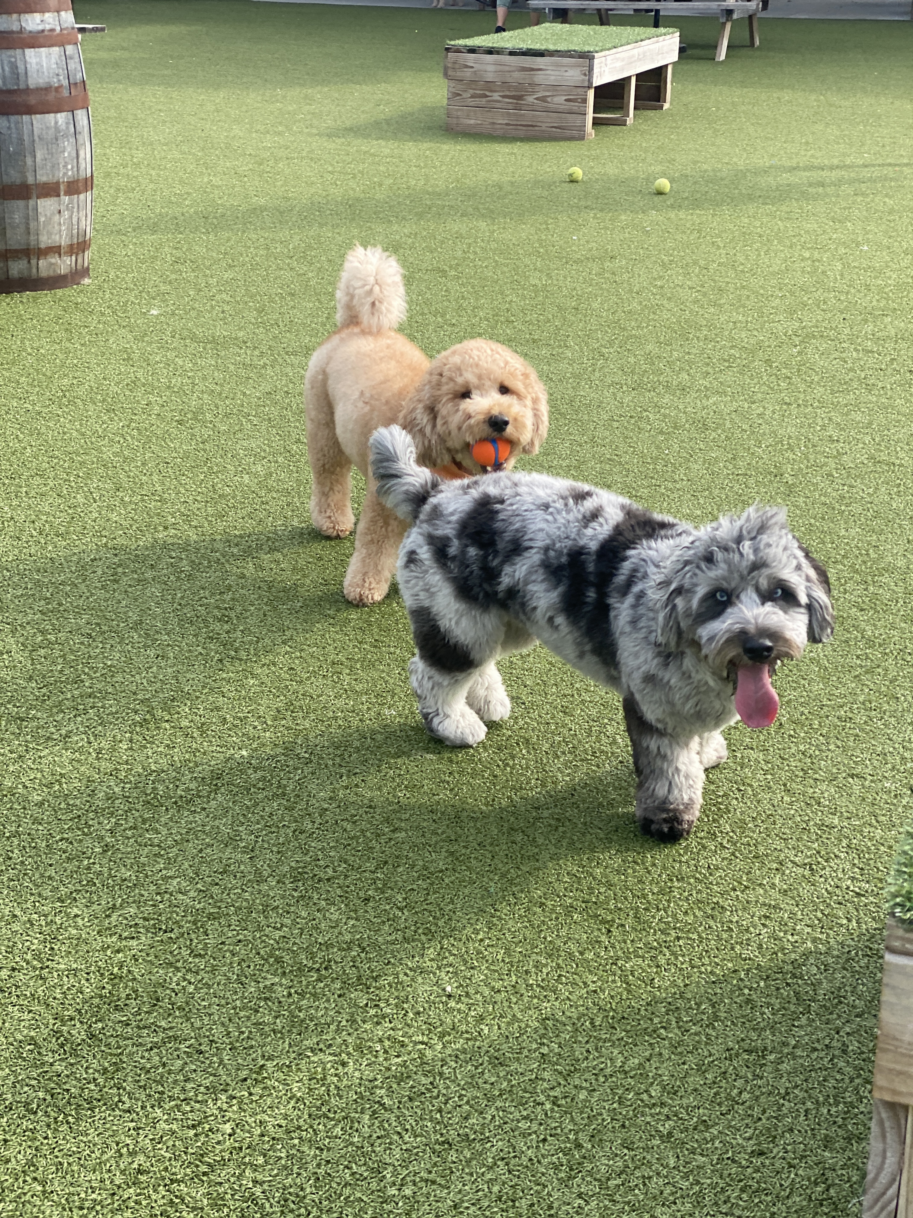 Two Shepherds Taproom - Dog Park + Bar