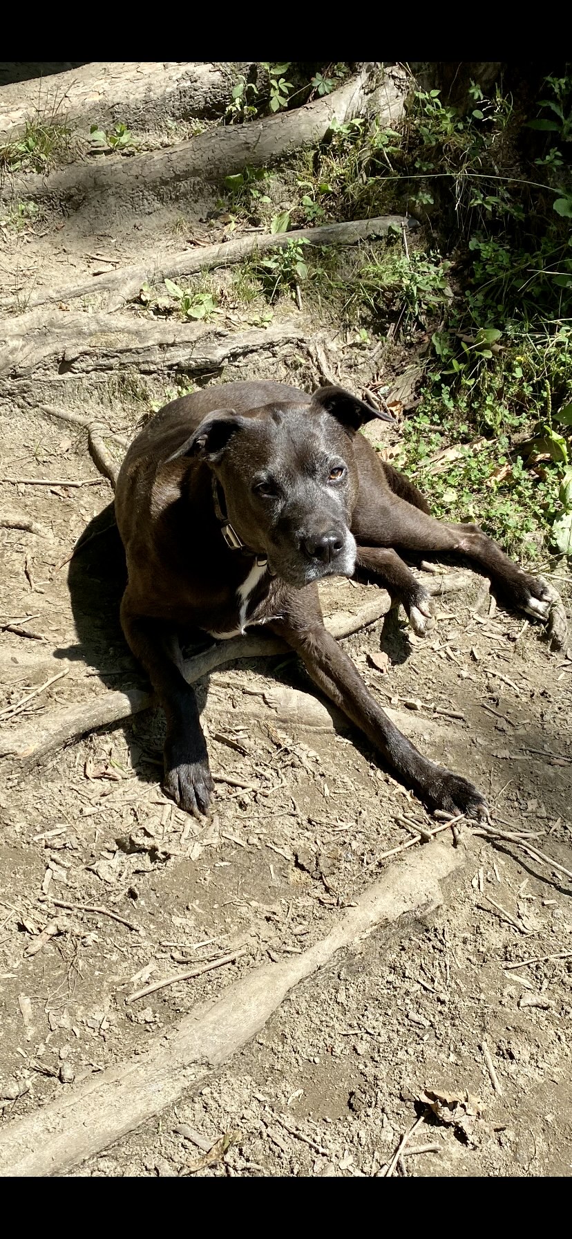 Northampton Dog Park