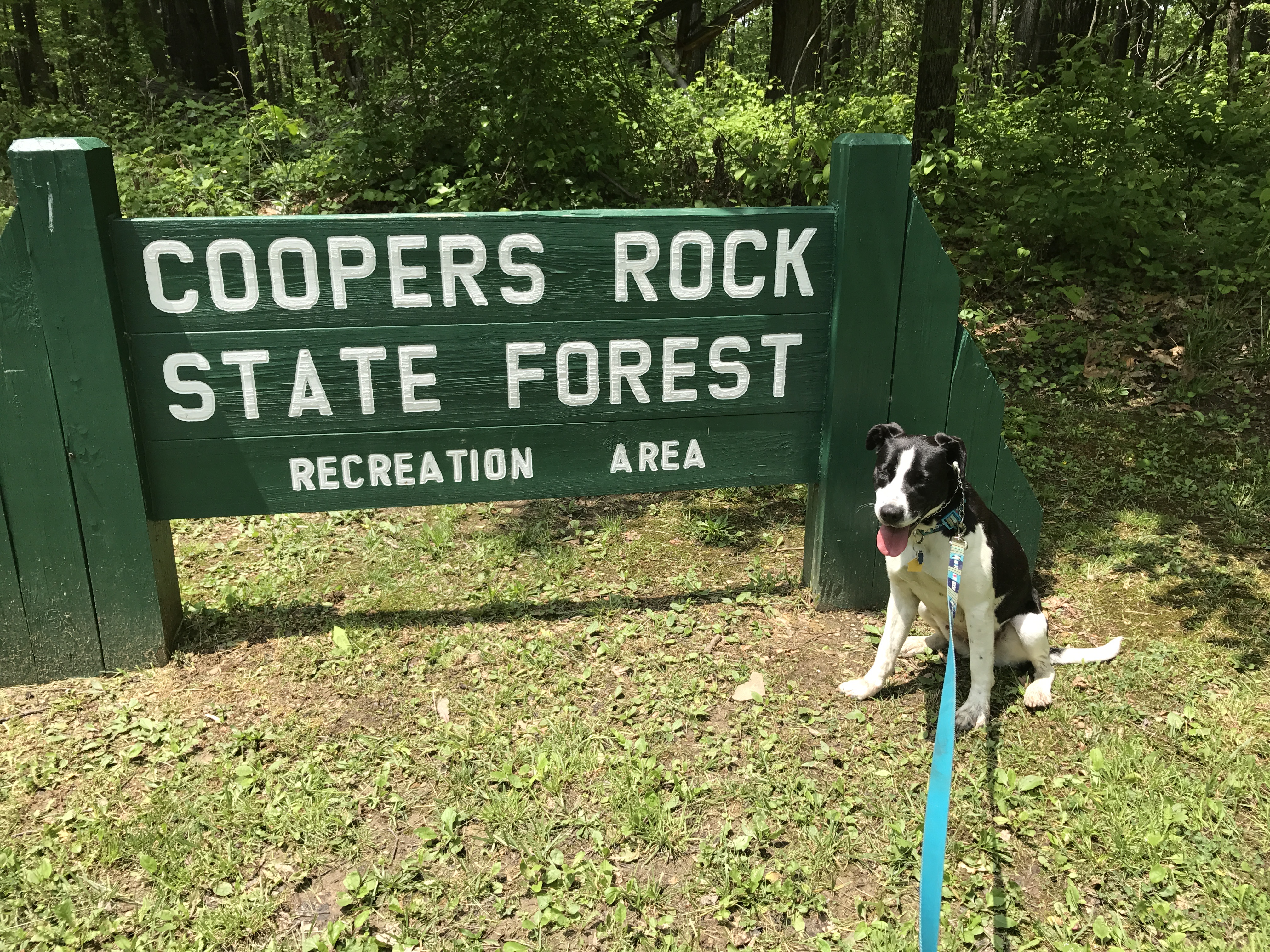 Coopers Rock State Forest
