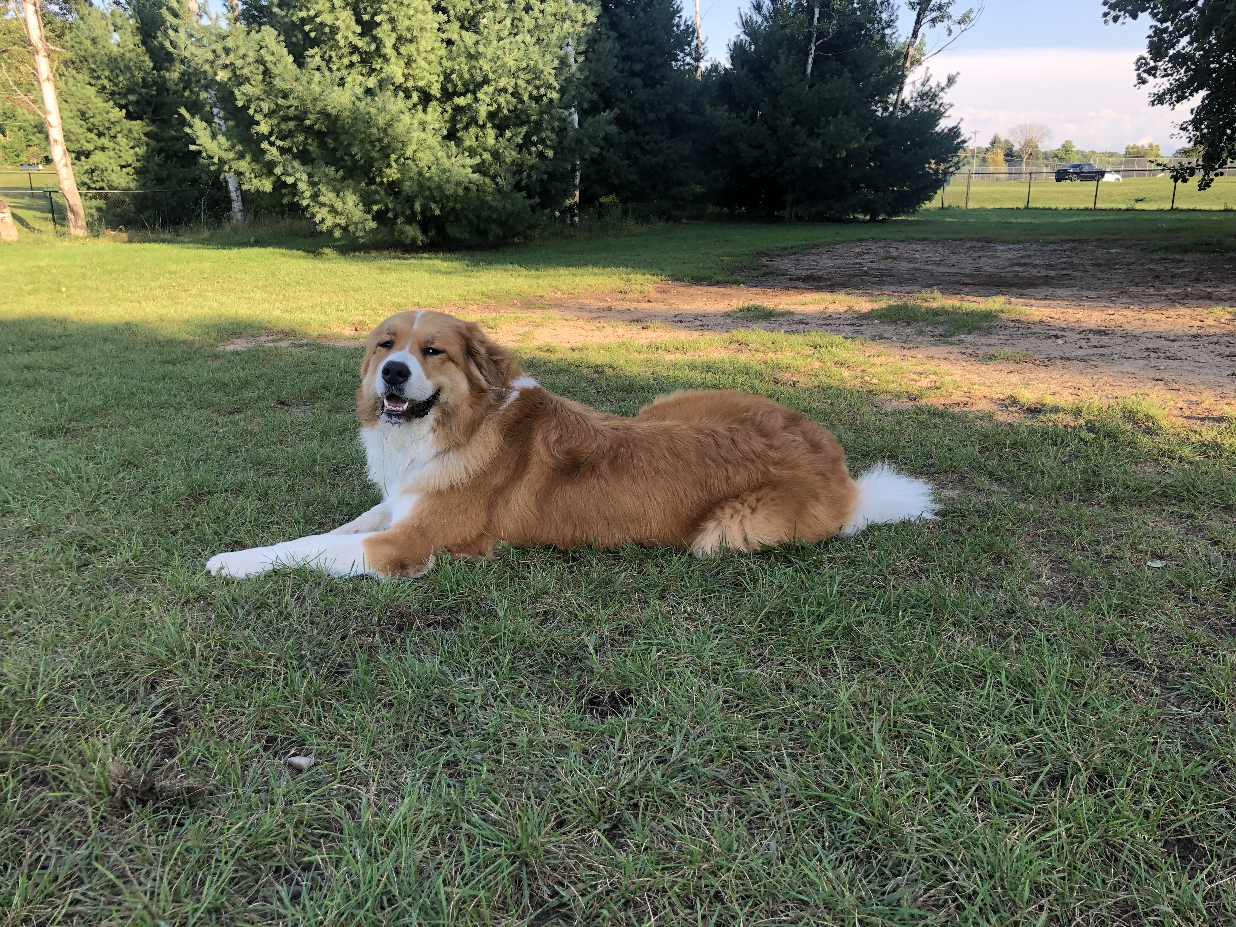 Silver Lake Dog Park